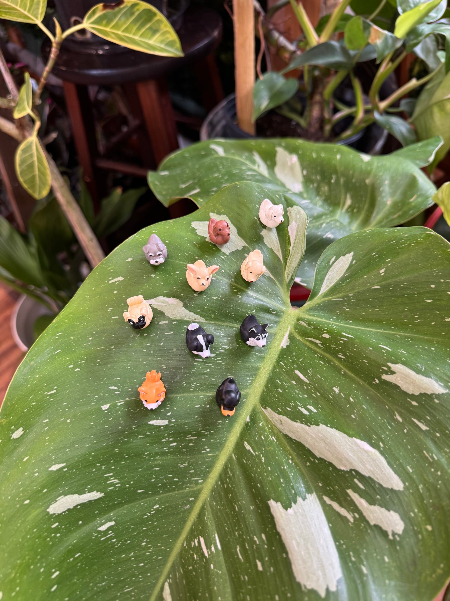 Dog Duck Plant Magnet - Choose Your Breed
