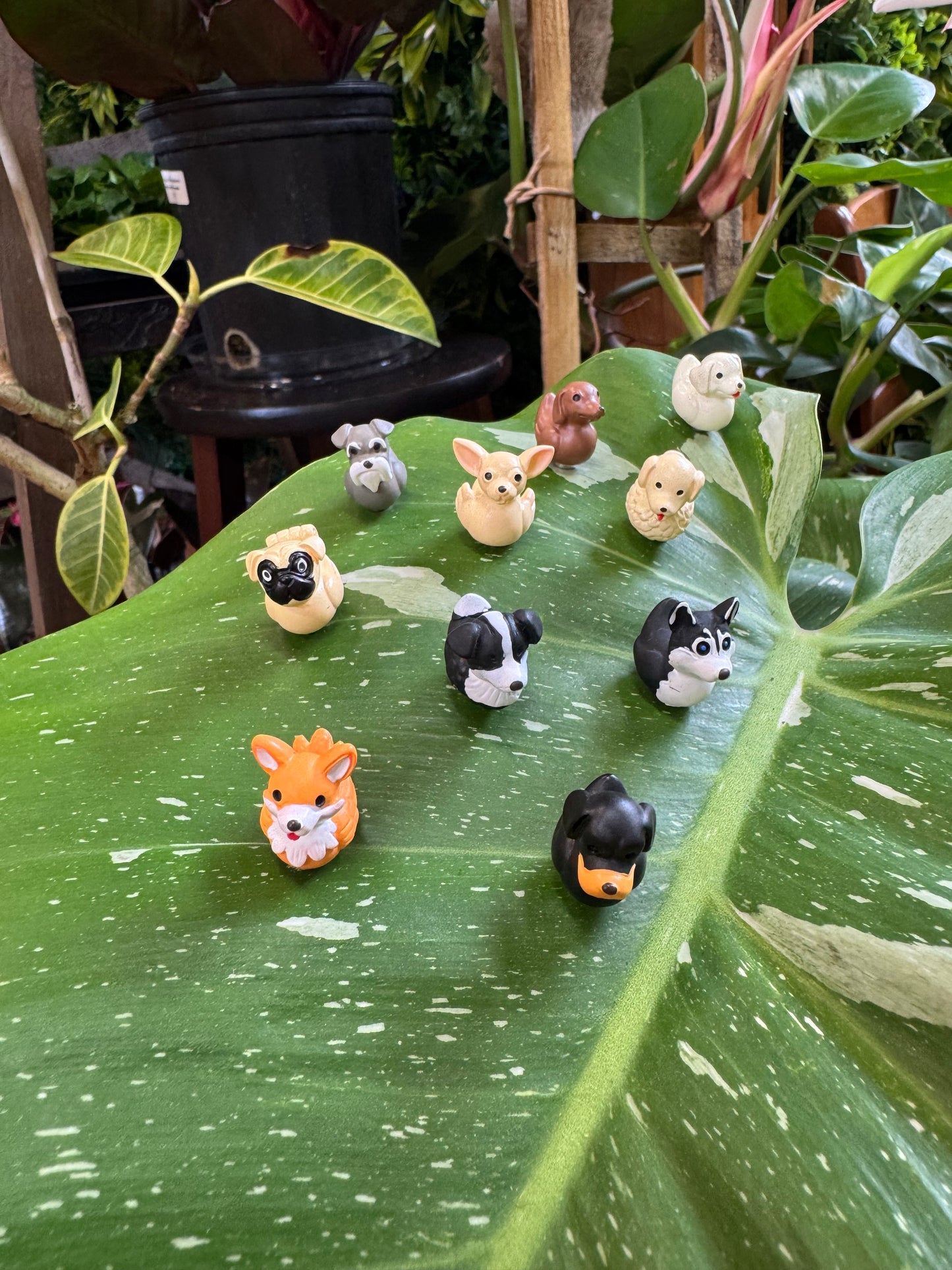 Dog Duck Plant Magnet - Choose Your Breed