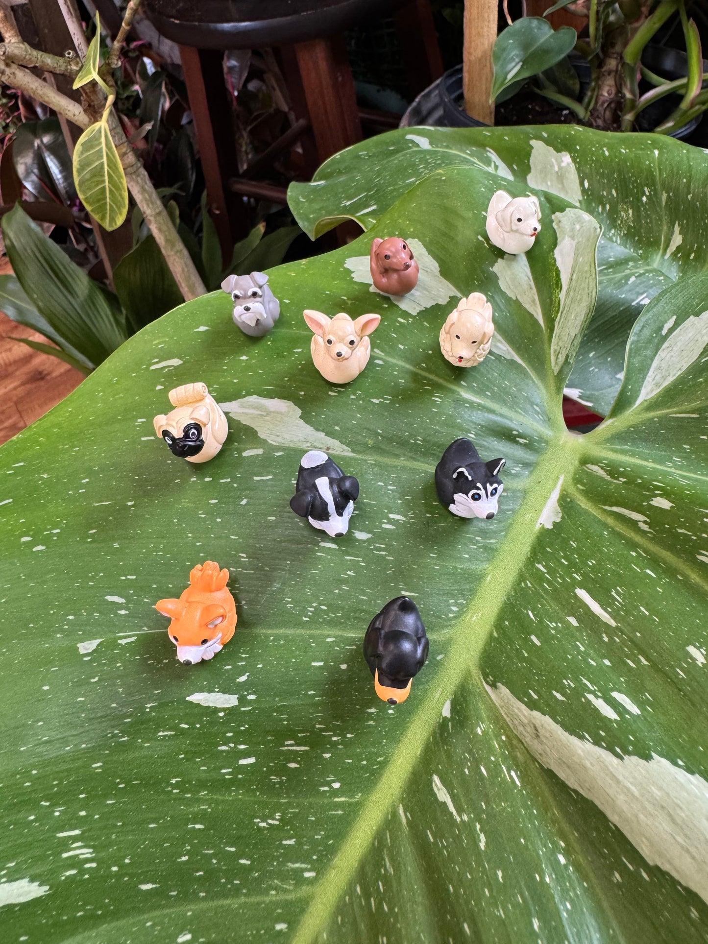 Dog Duck Plant Magnet - Choose Your Breed