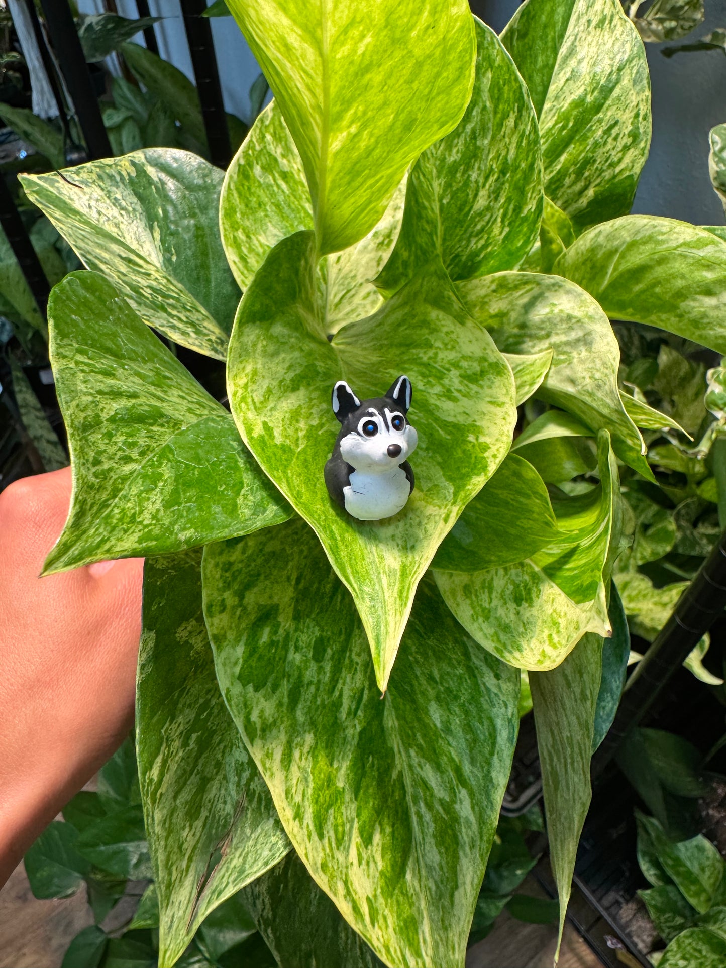Dog Duck Plant Magnet - Choose Your Breed