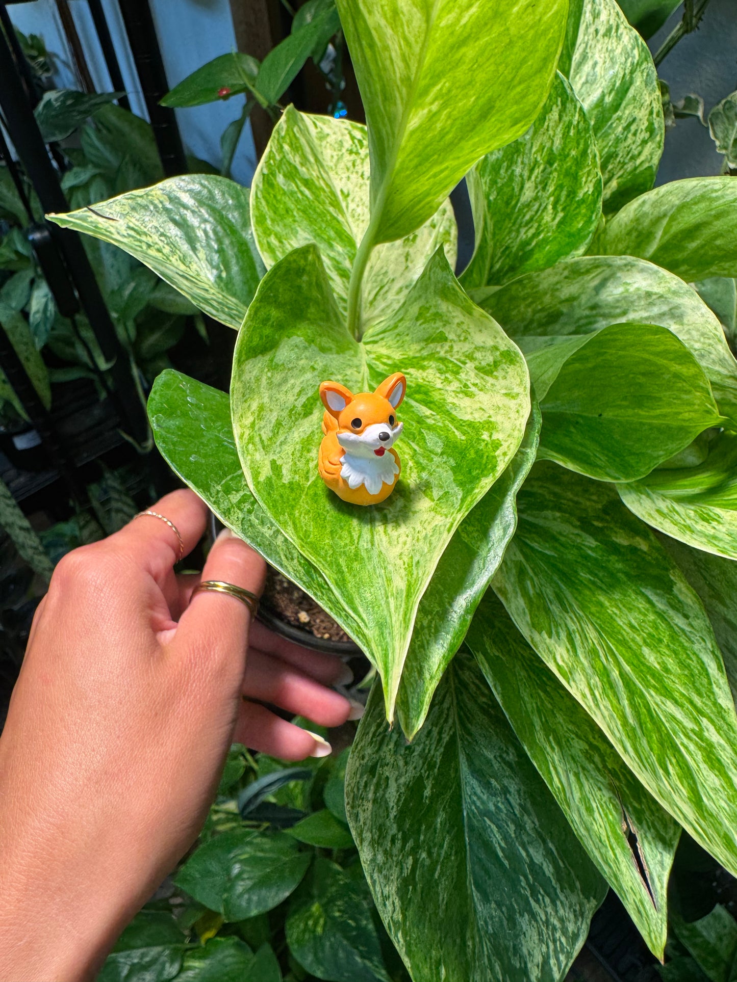 Dog Duck Plant Magnet - Choose Your Breed