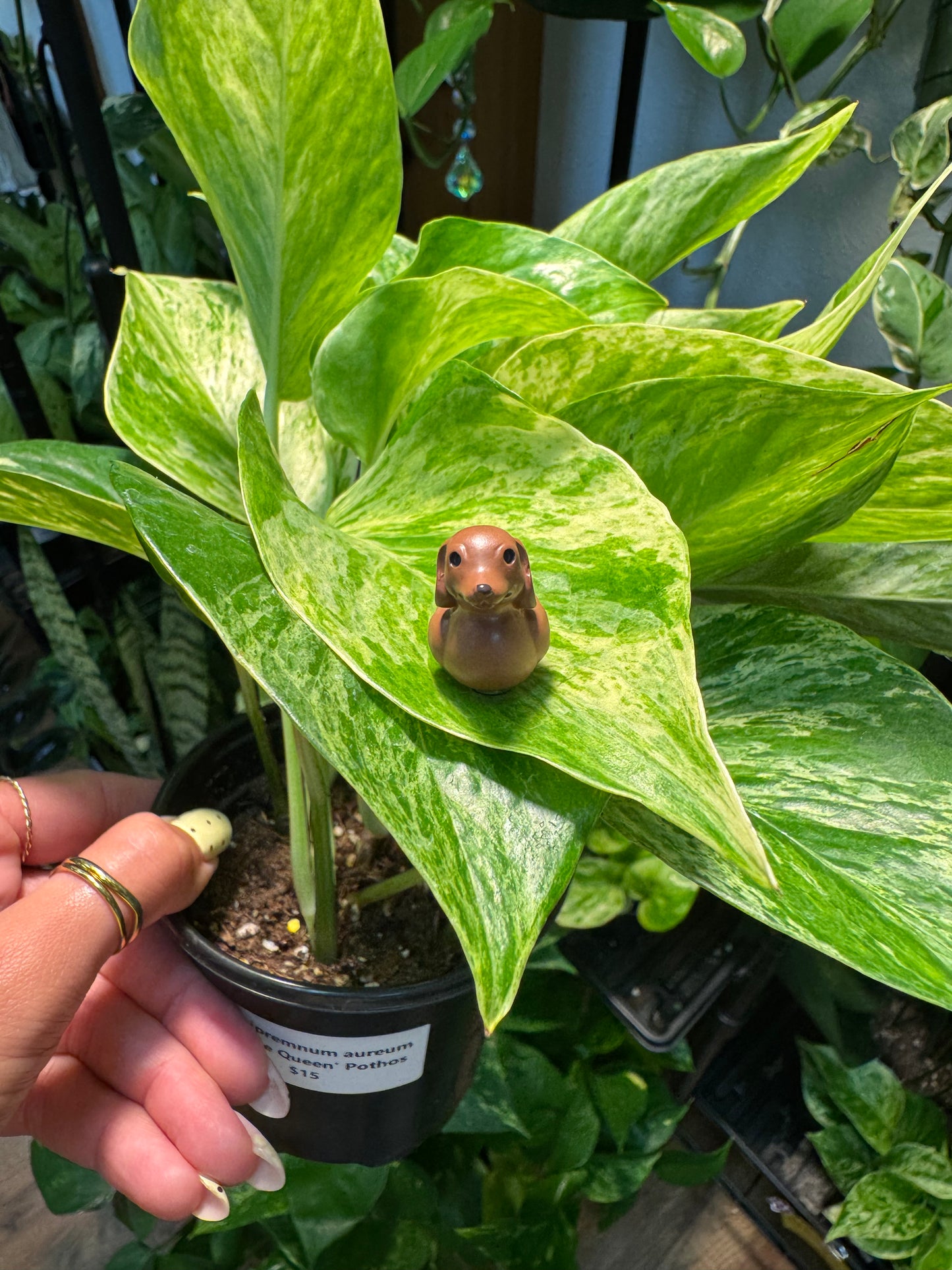 Dog Duck Plant Magnet - Choose Your Breed