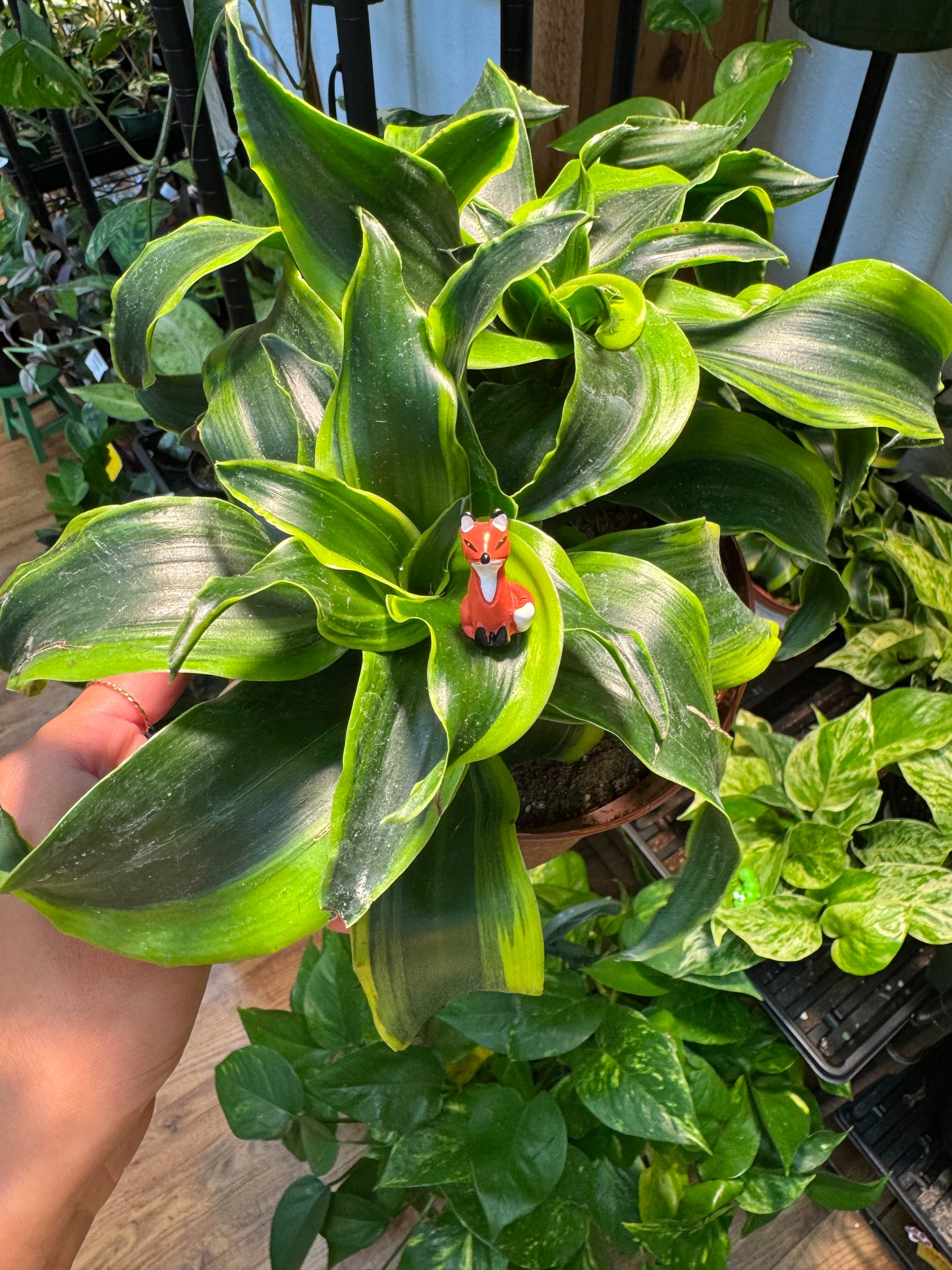 Alert Sitting Fox Plant Magnet
