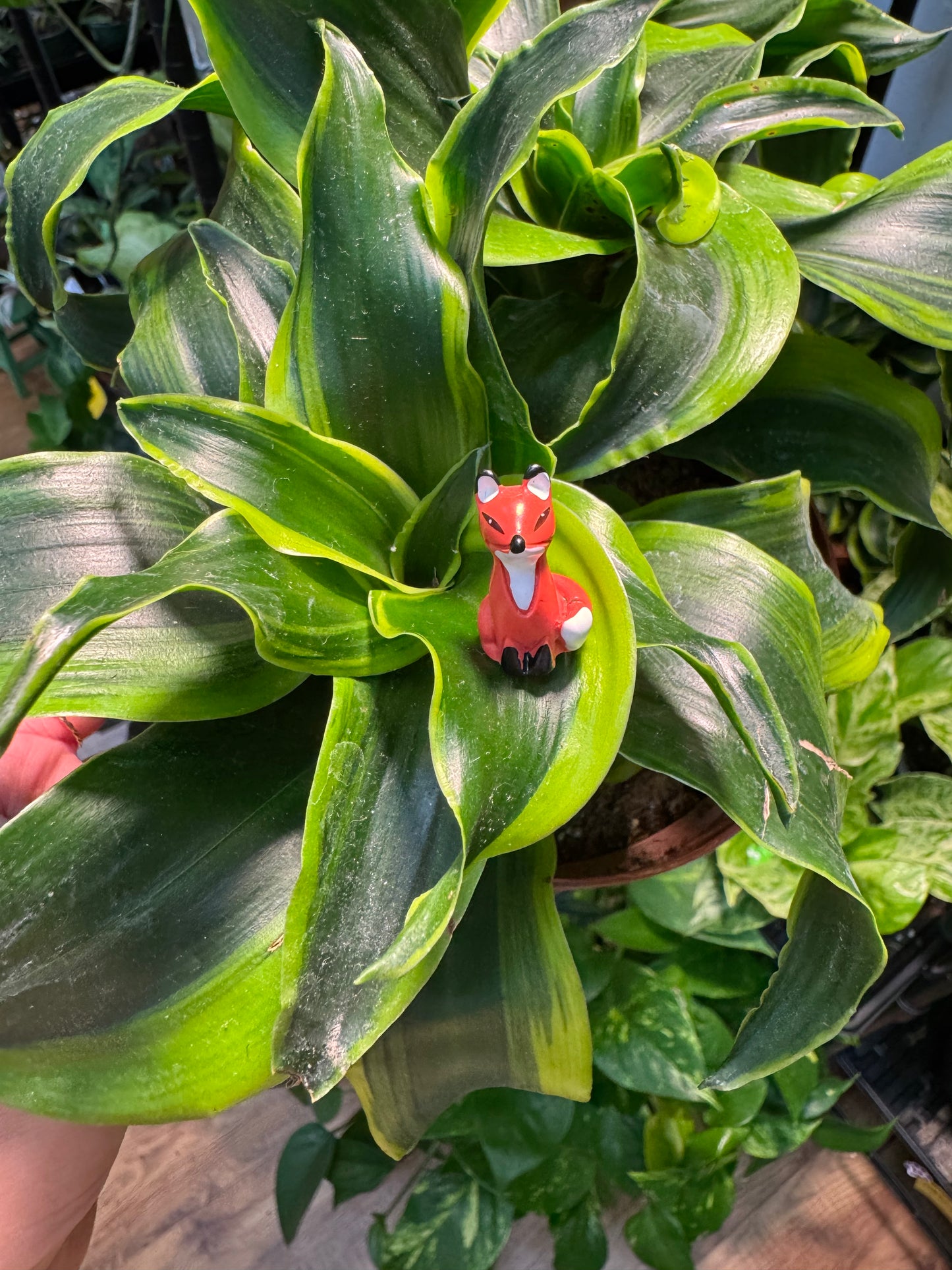 Alert Sitting Fox Plant Magnet