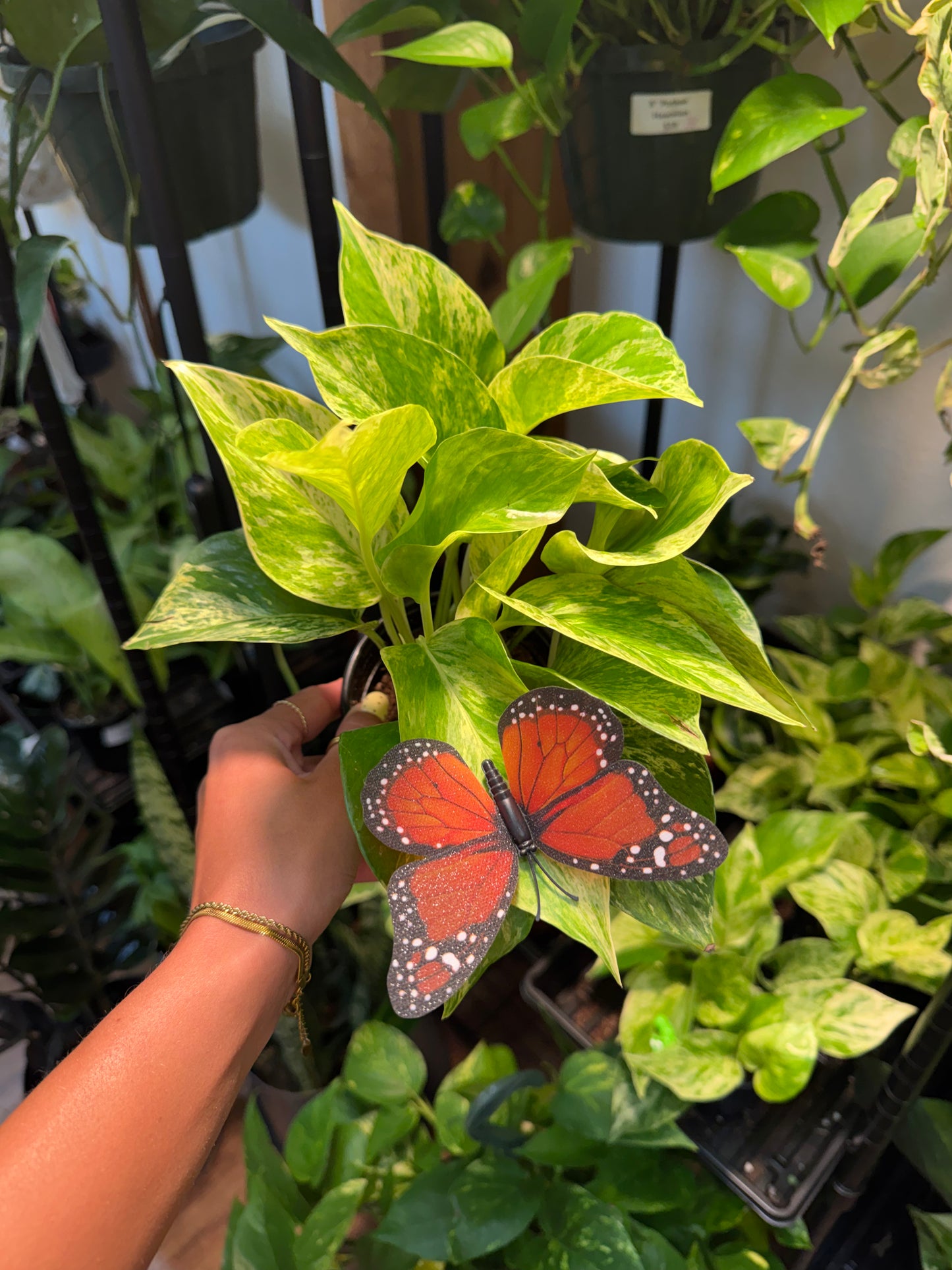 Life-Like Monarch Butterfly Plant Magnet Or Screen Magnet