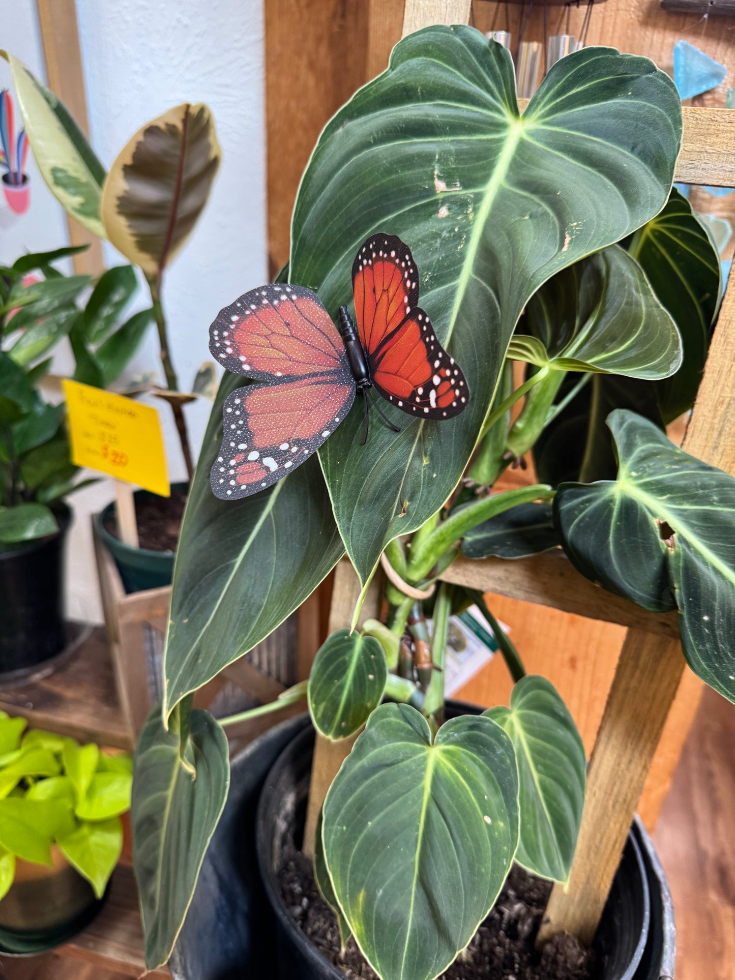 Life-Like Monarch Butterfly Plant Magnet Or Screen Magnet