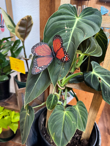 Life-Like Monarch Butterfly Plant Magnet Or Screen Magnet