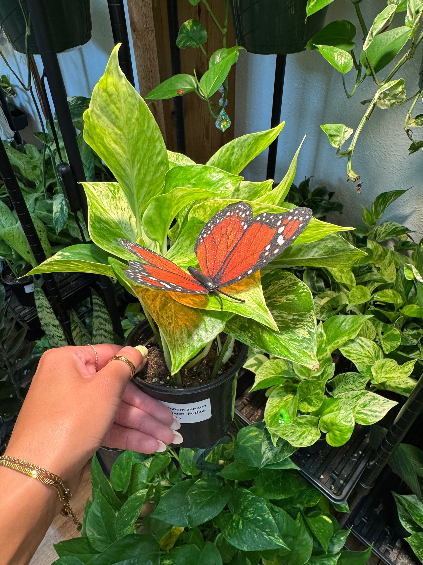 Life-Like Monarch Butterfly Plant Magnet Or Screen Magnet