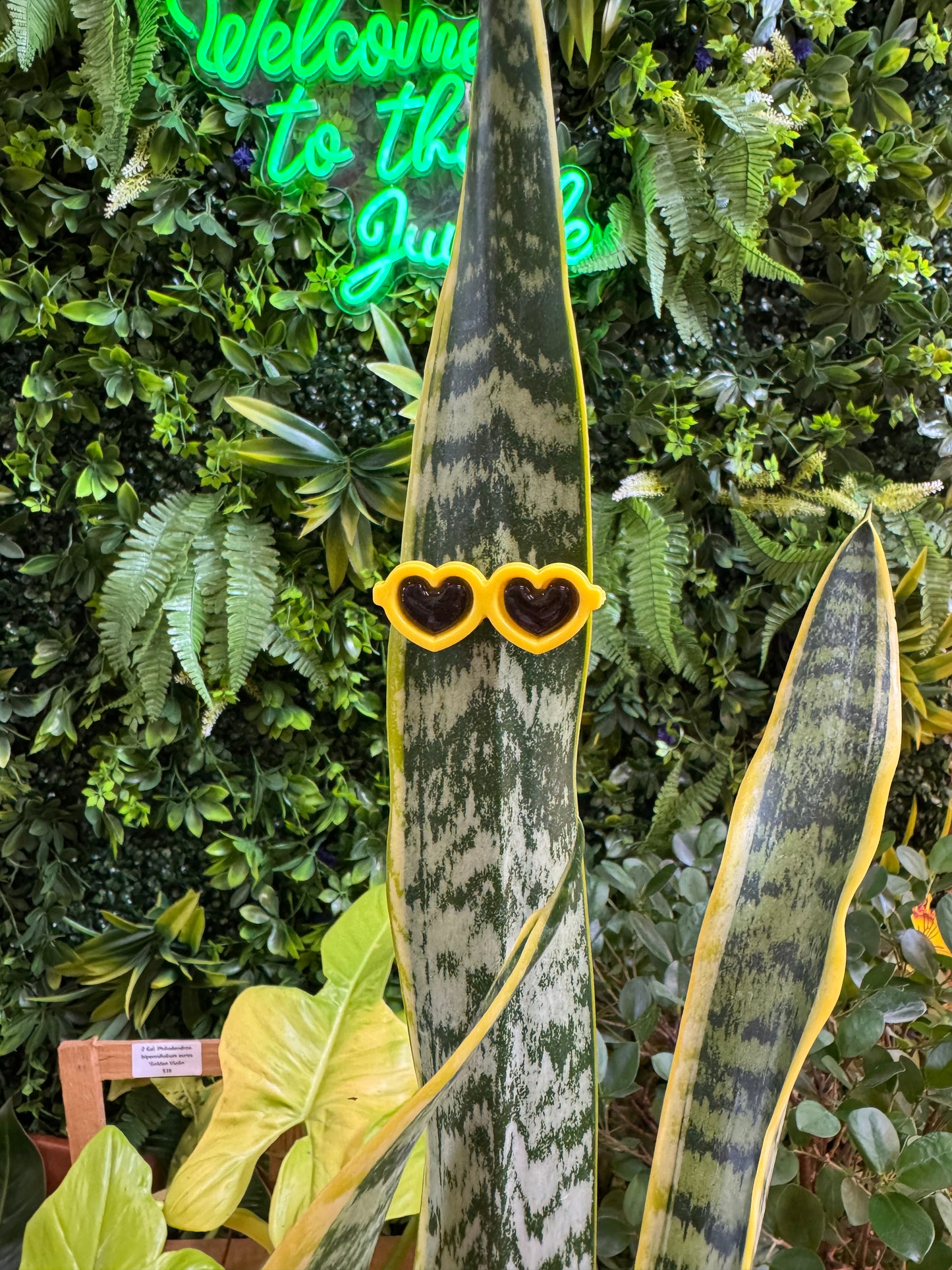 Sunglasses Plant Magnet - Assorted Colors