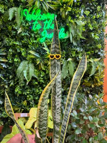 Sunglasses Plant Magnet - Assorted Colors