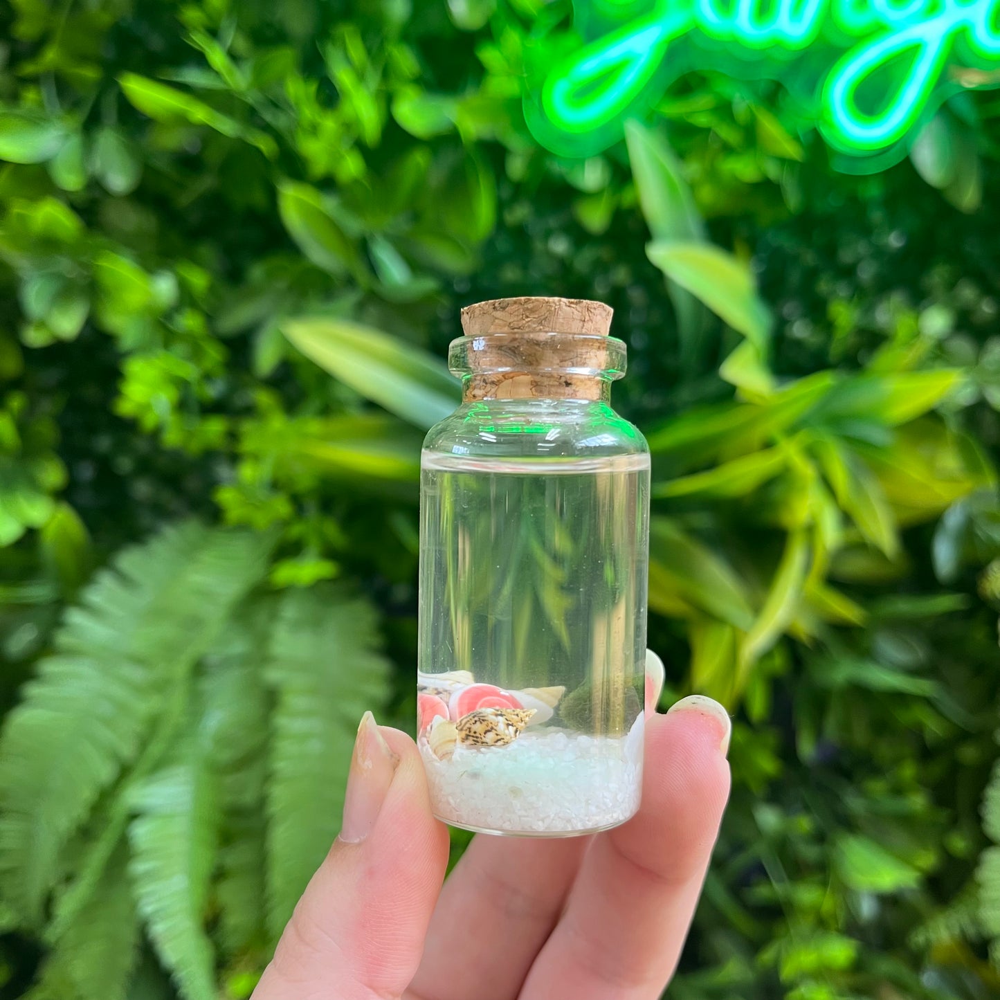 Moss Ball Desk Pets - Make Your Own Aquatic Terrarium! Walk Ups Welcome!