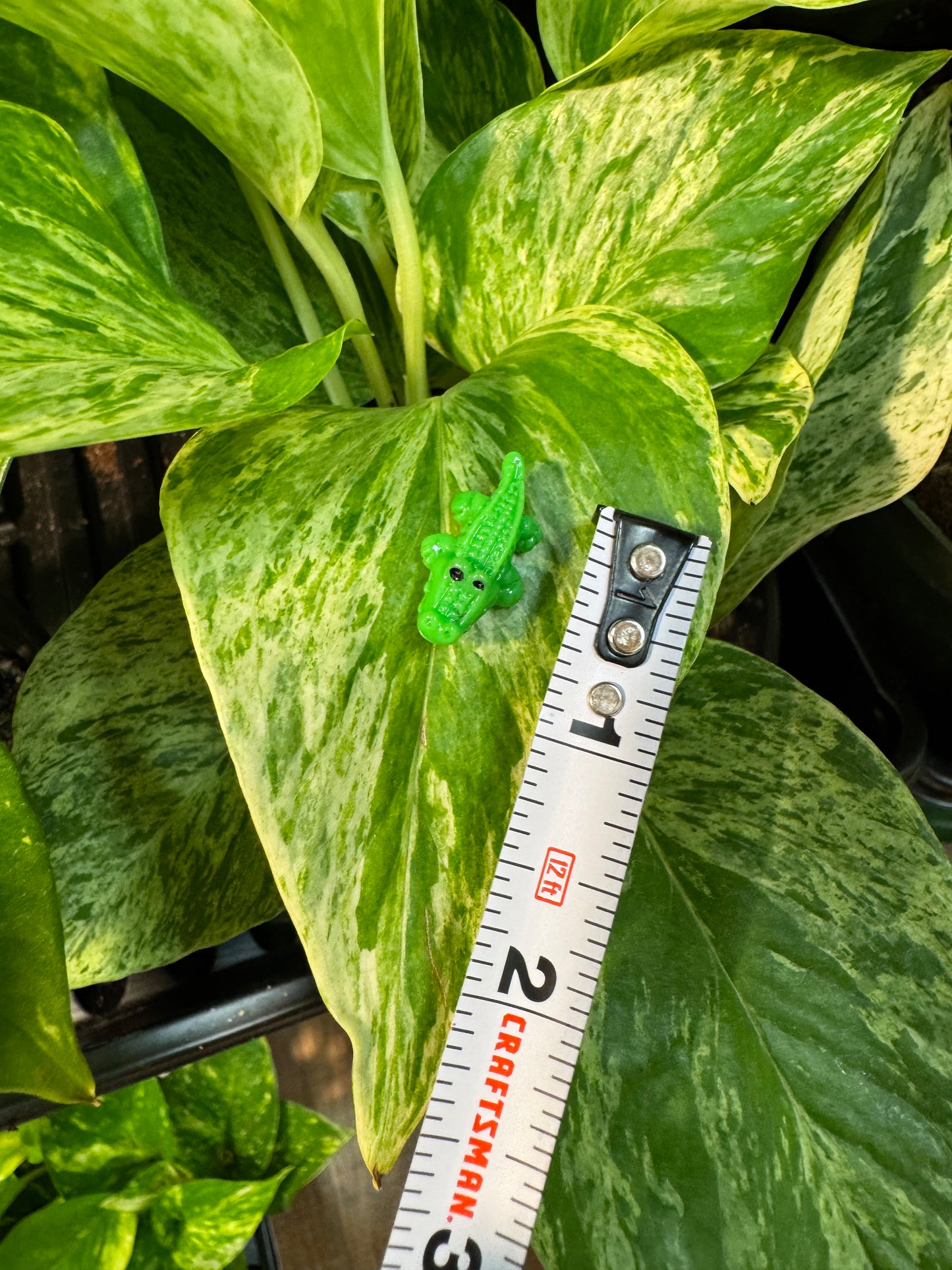 Green Alligator or Crocodile Plant Magnet