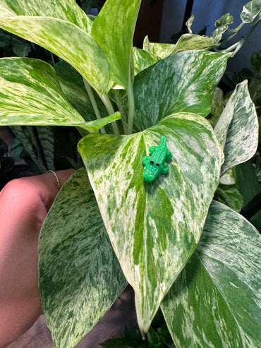 Green Alligator or Crocodile Plant Magnet
