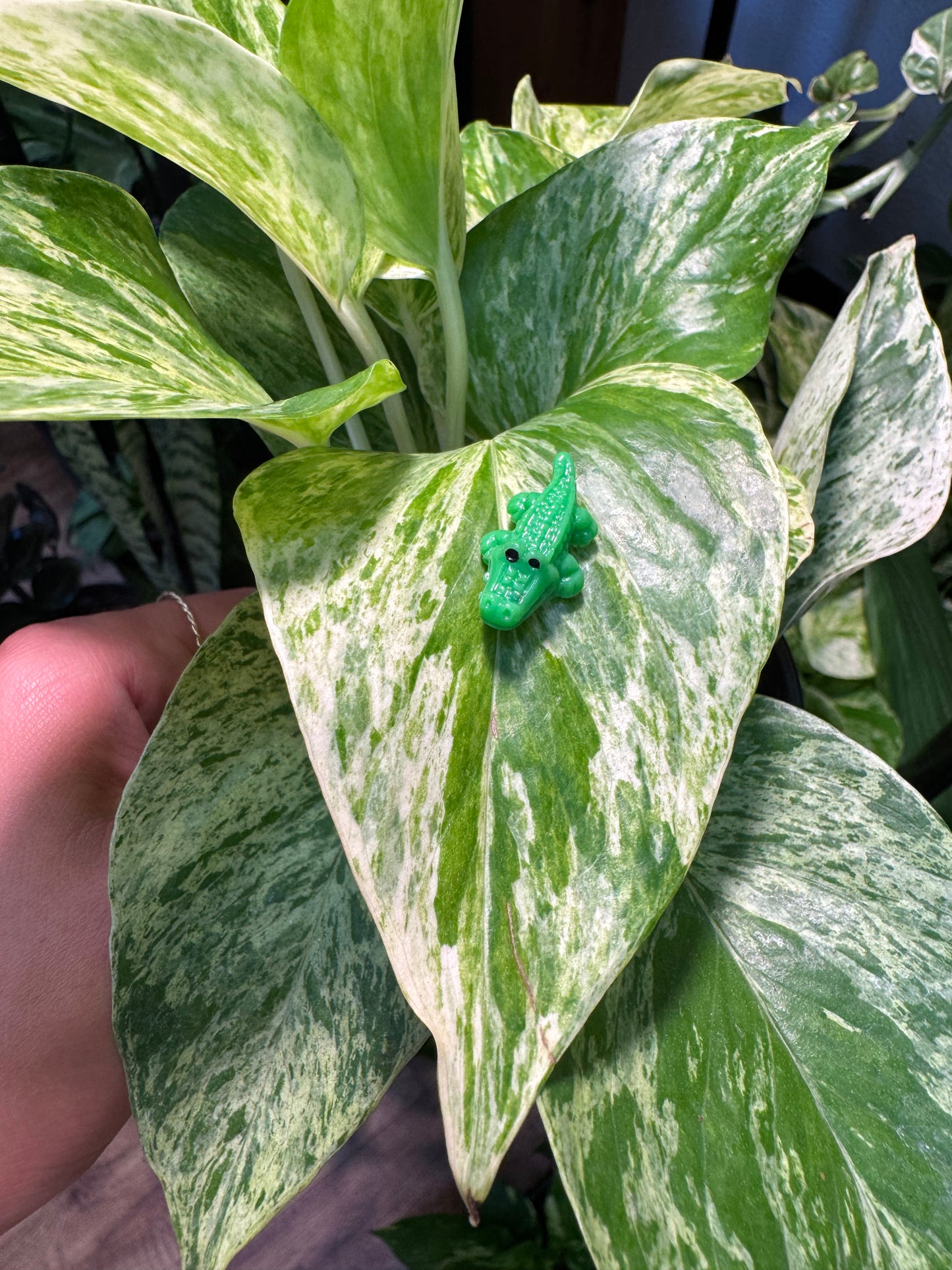 Green Alligator or Crocodile Plant Magnet