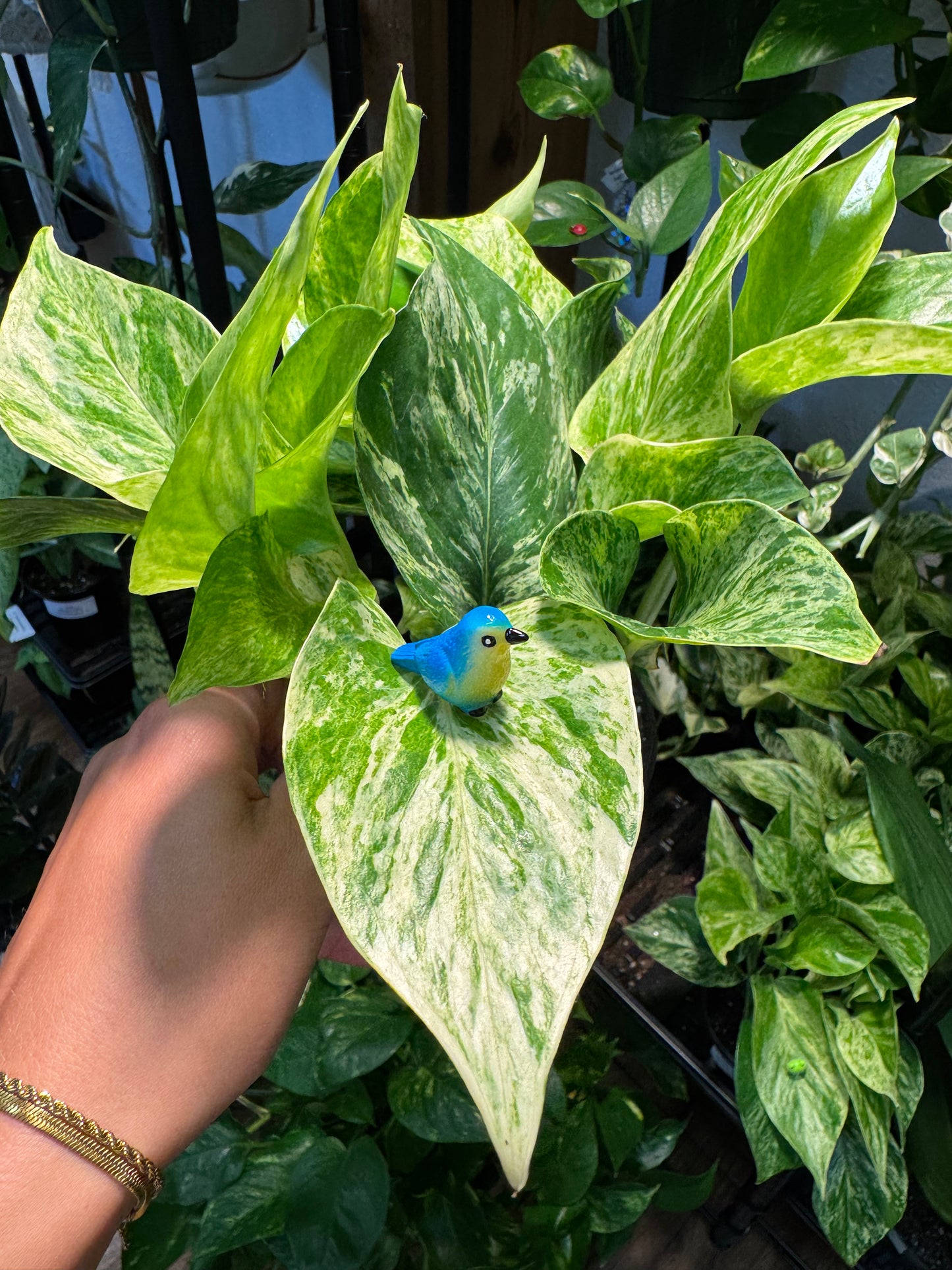 Blue Bird Plant Magnet