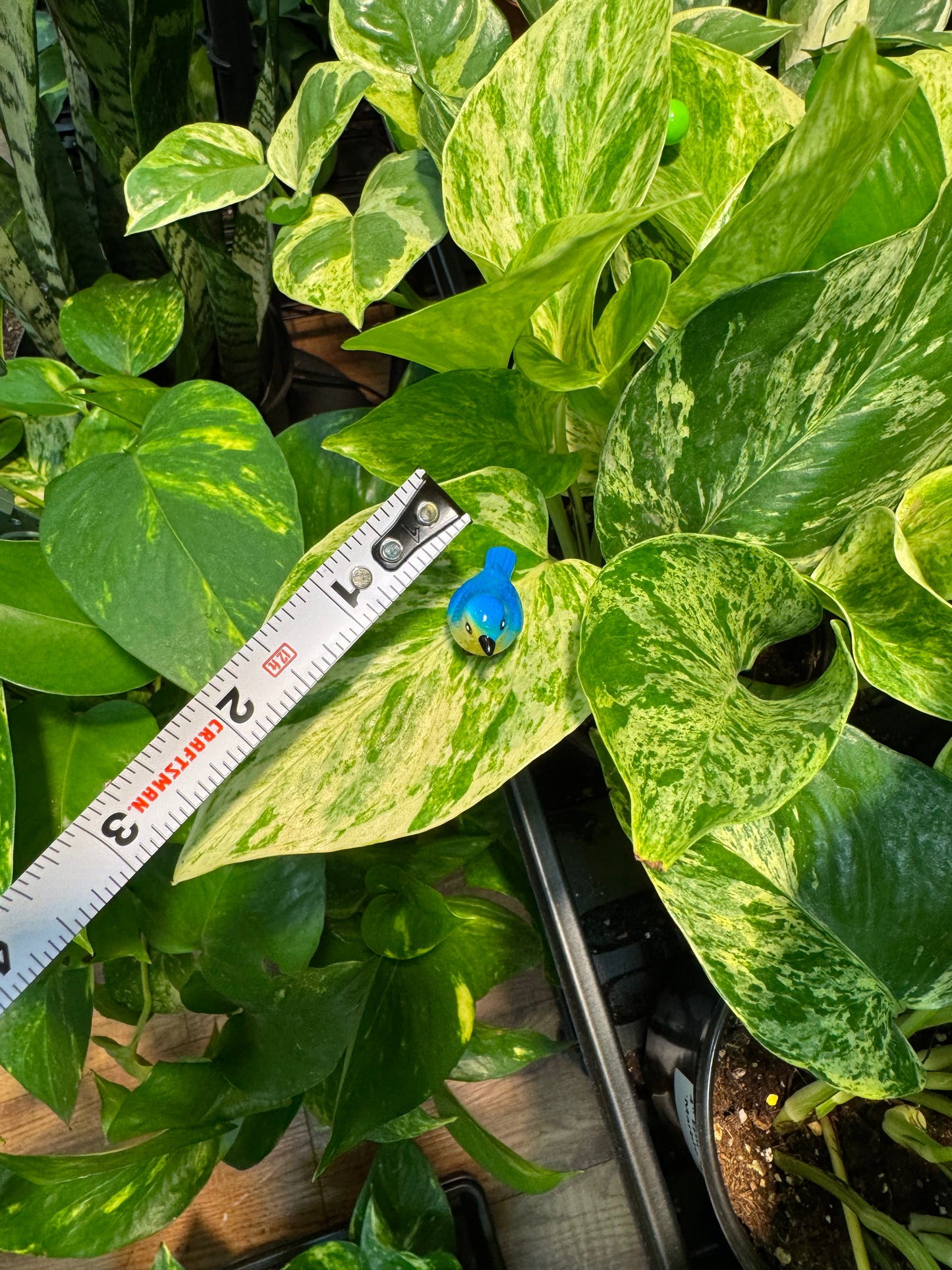 Blue Bird Plant Magnet