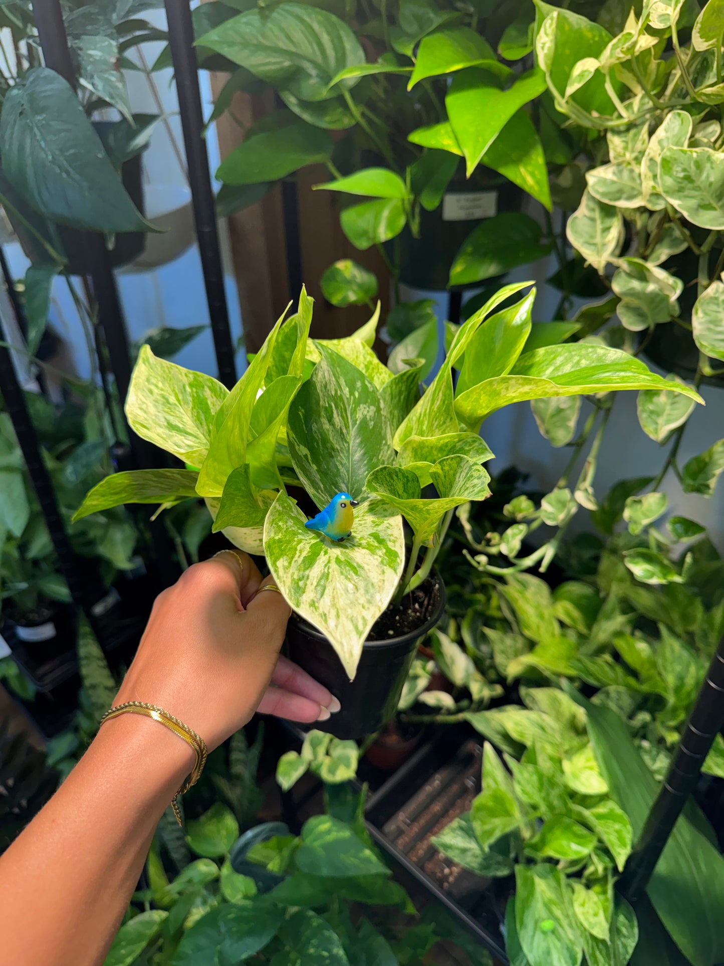 Blue Bird Plant Magnet