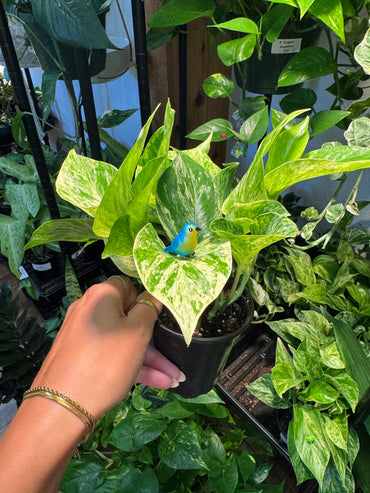 Blue Bird Plant Magnet