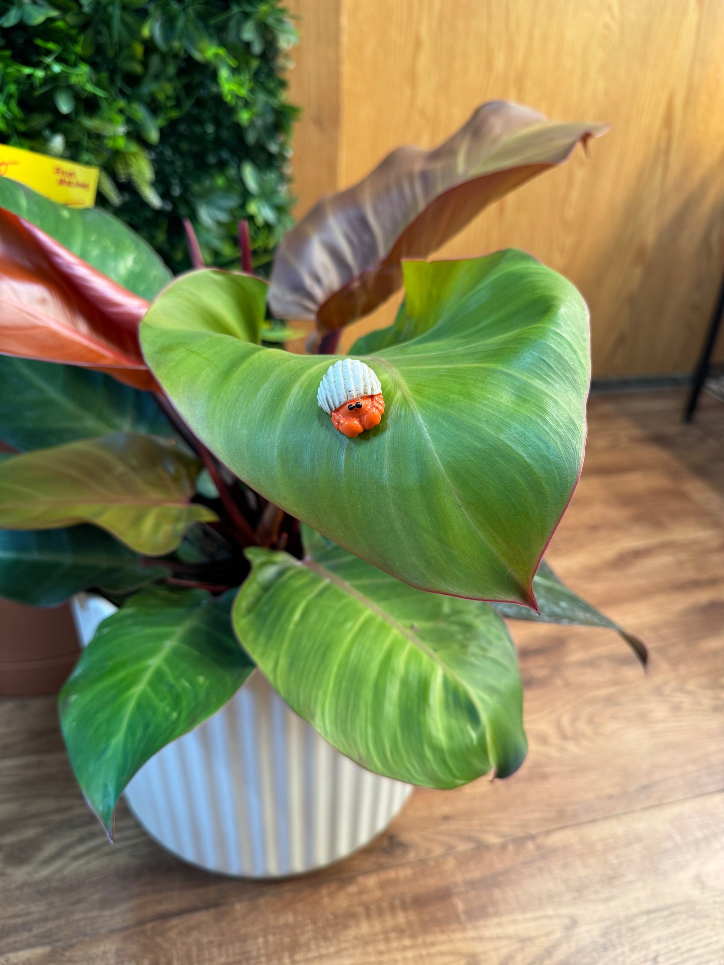 Orange Hermit Crab With Shell Plant Magnet