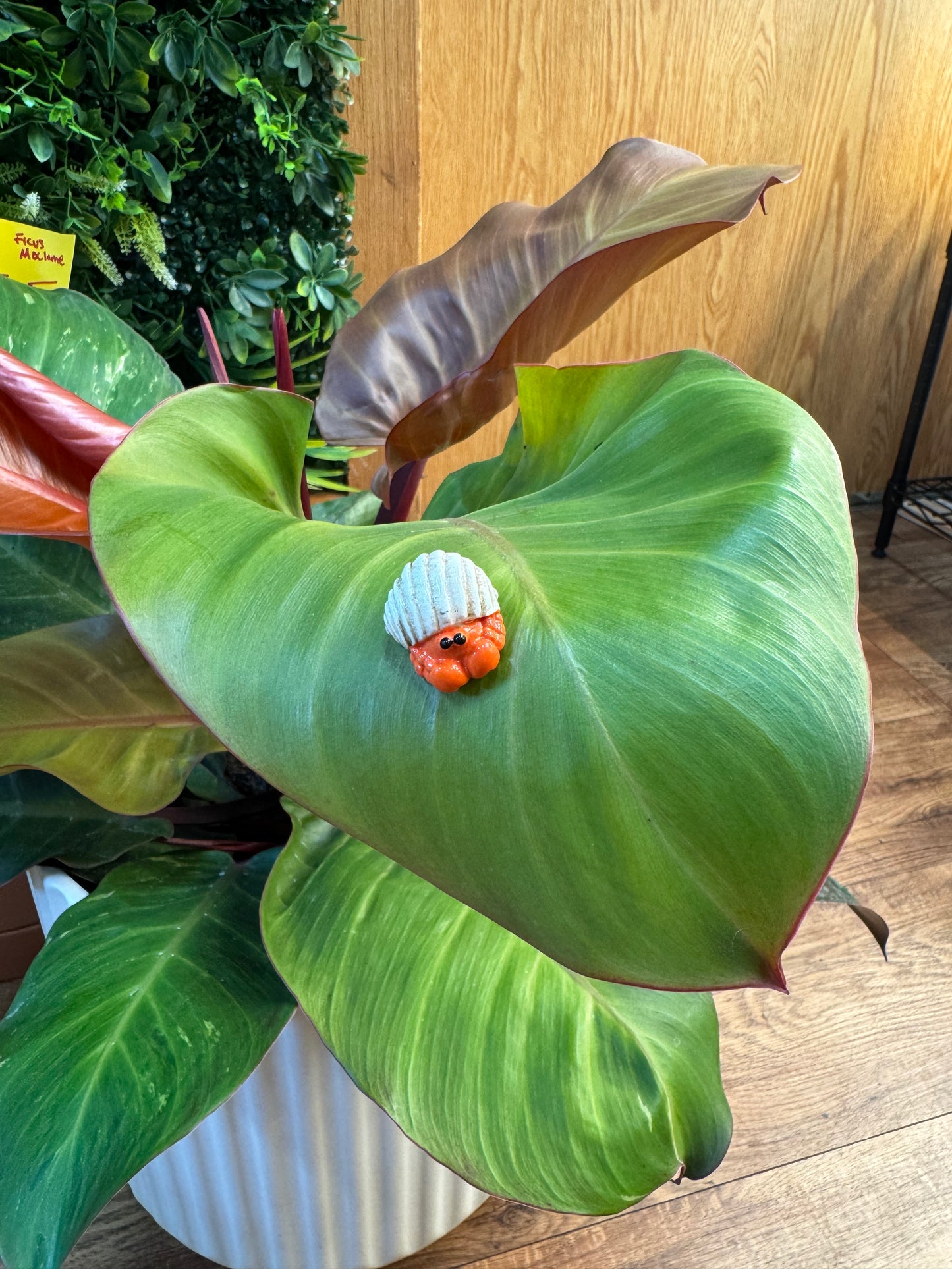 Orange Hermit Crab With Shell Plant Magnet