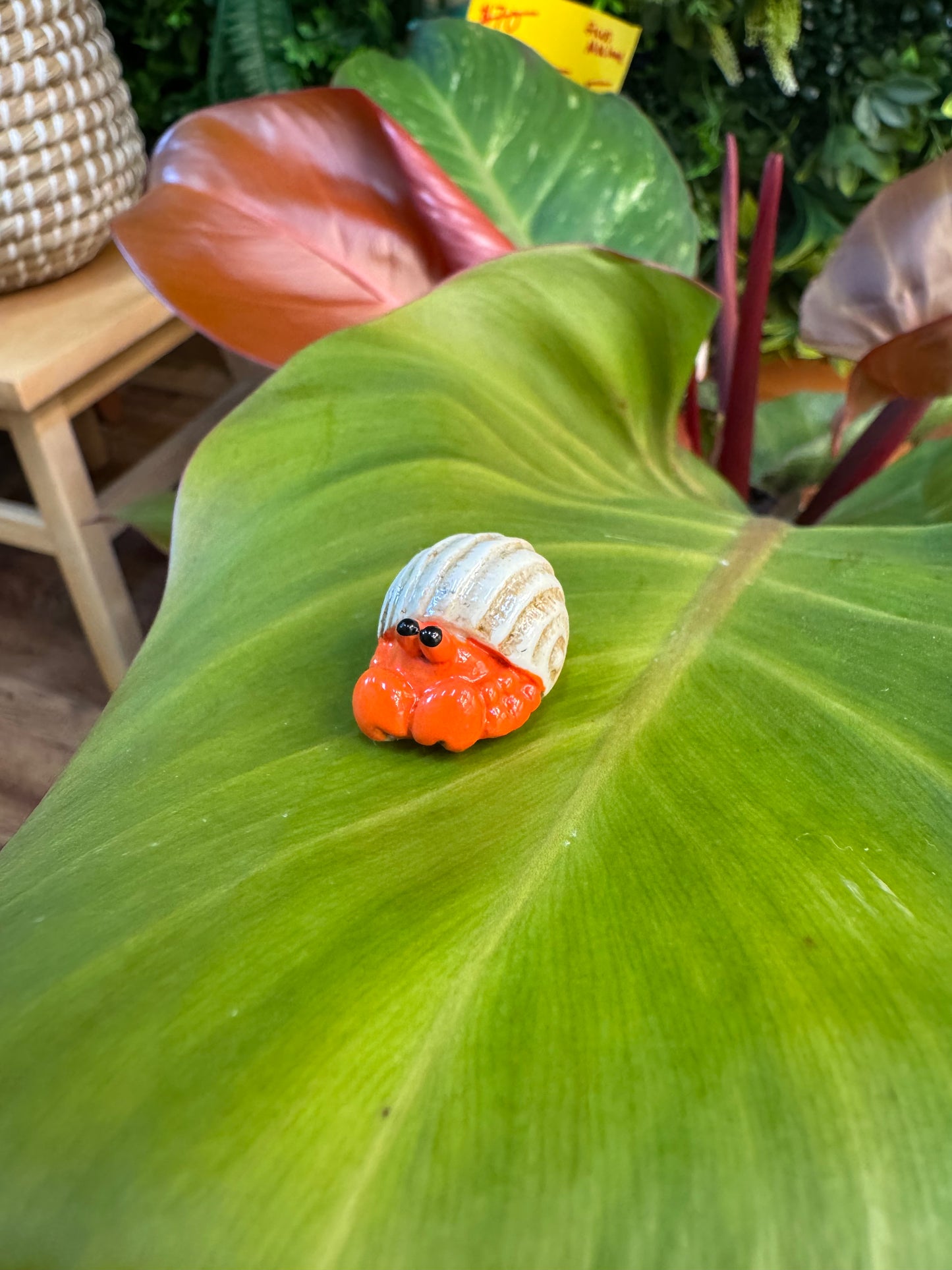 Orange Hermit Crab With Shell Plant Magnet