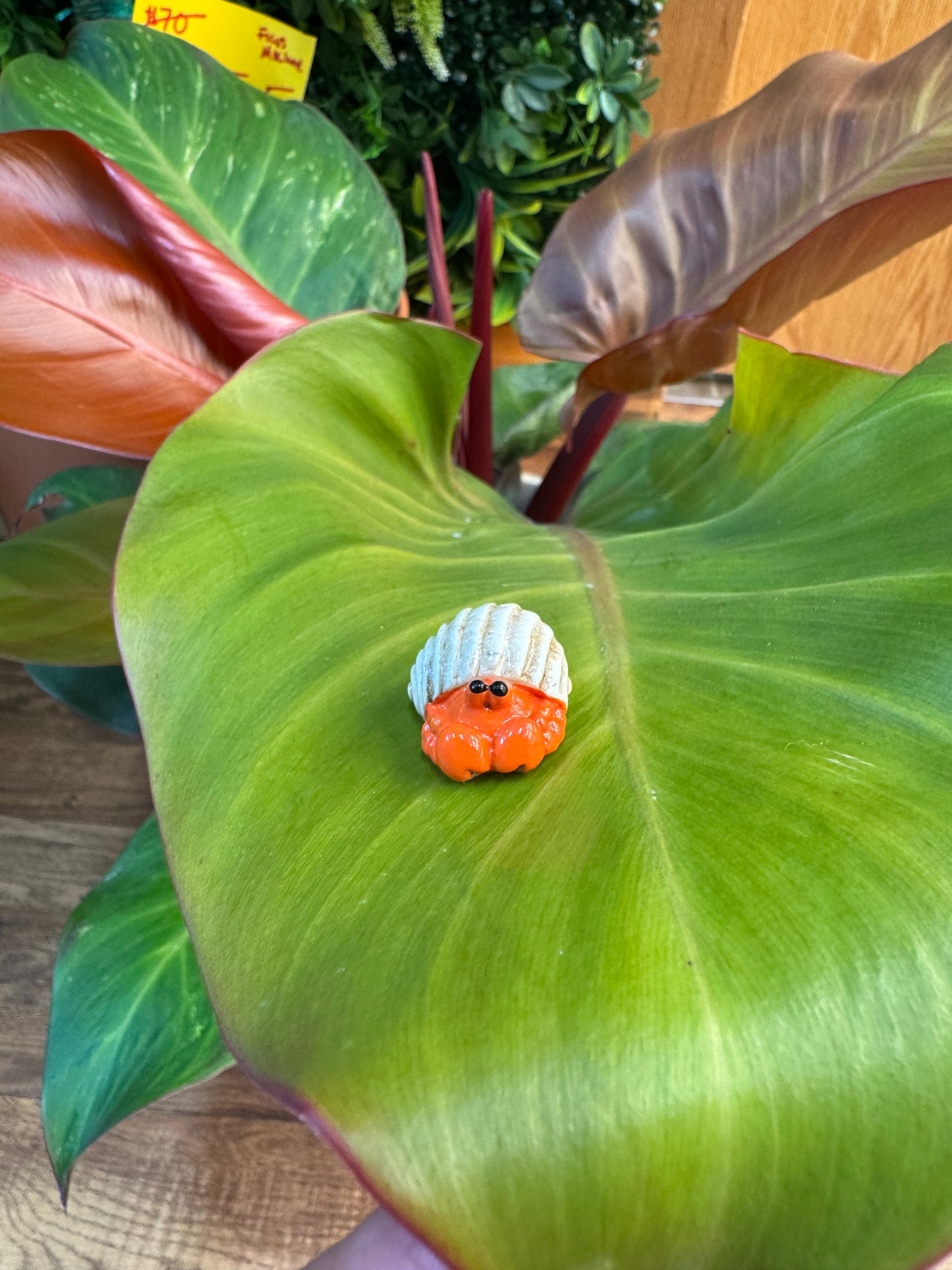 Orange Hermit Crab With Shell Plant Magnet