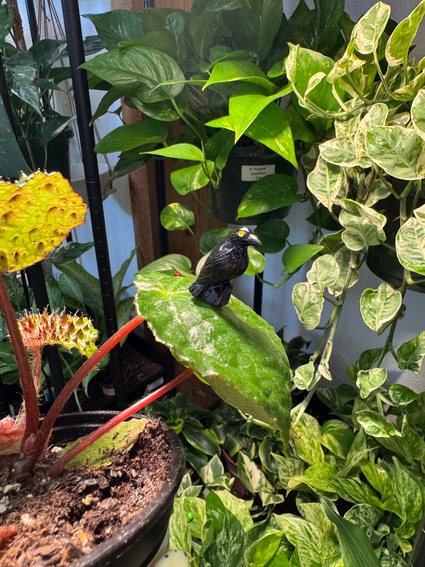 Perched Black Raven Crow Plant Magnet