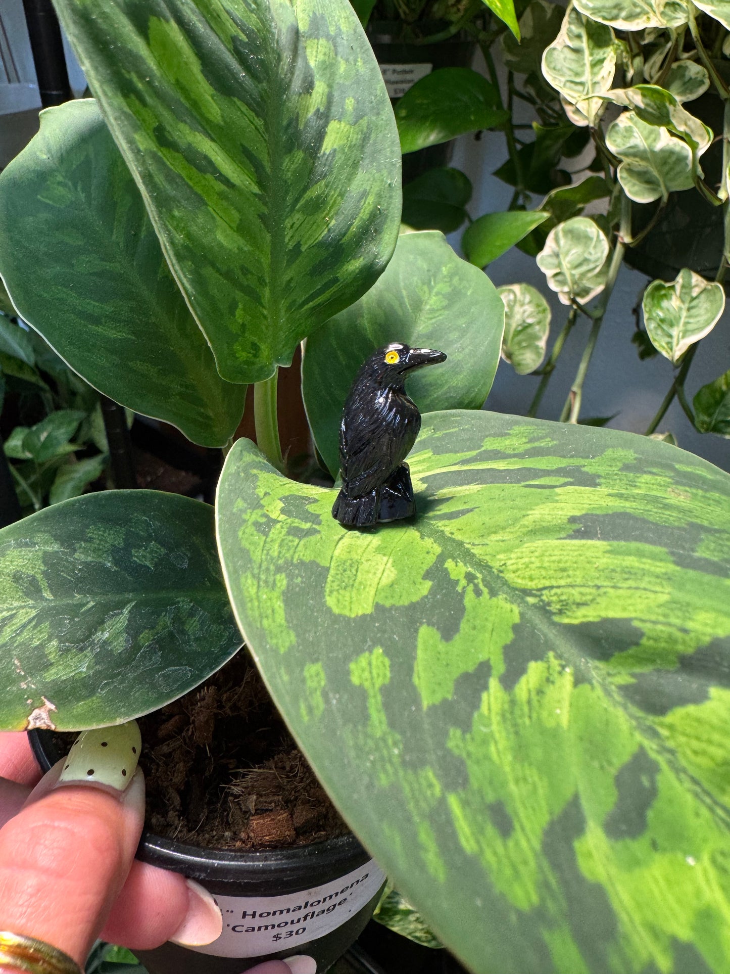 Perched Black Raven Crow Plant Magnet