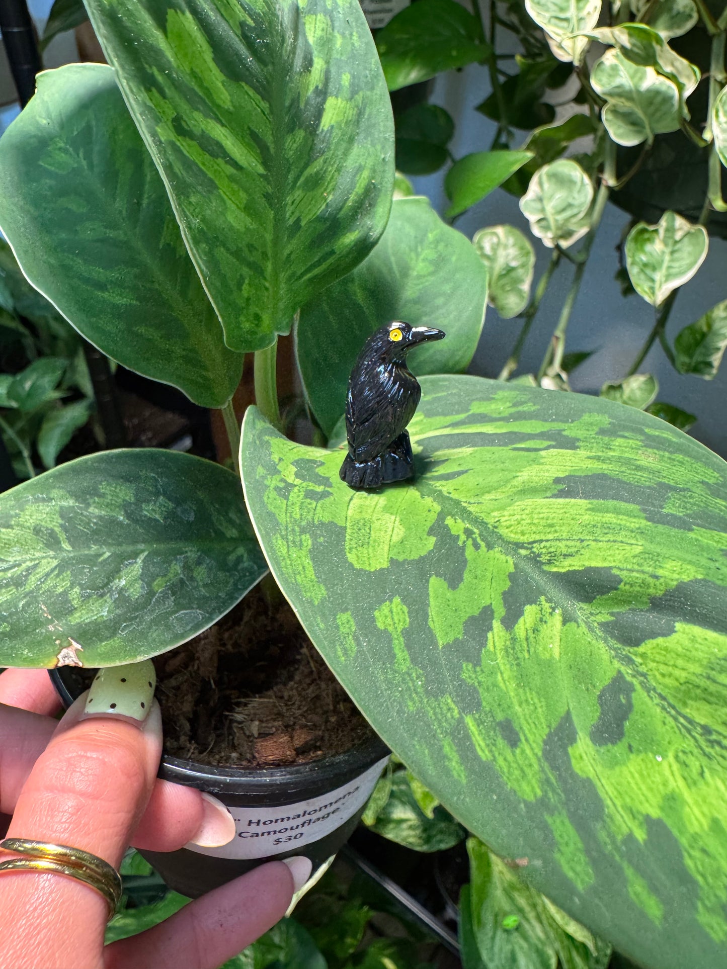 Perched Black Raven Crow Plant Magnet