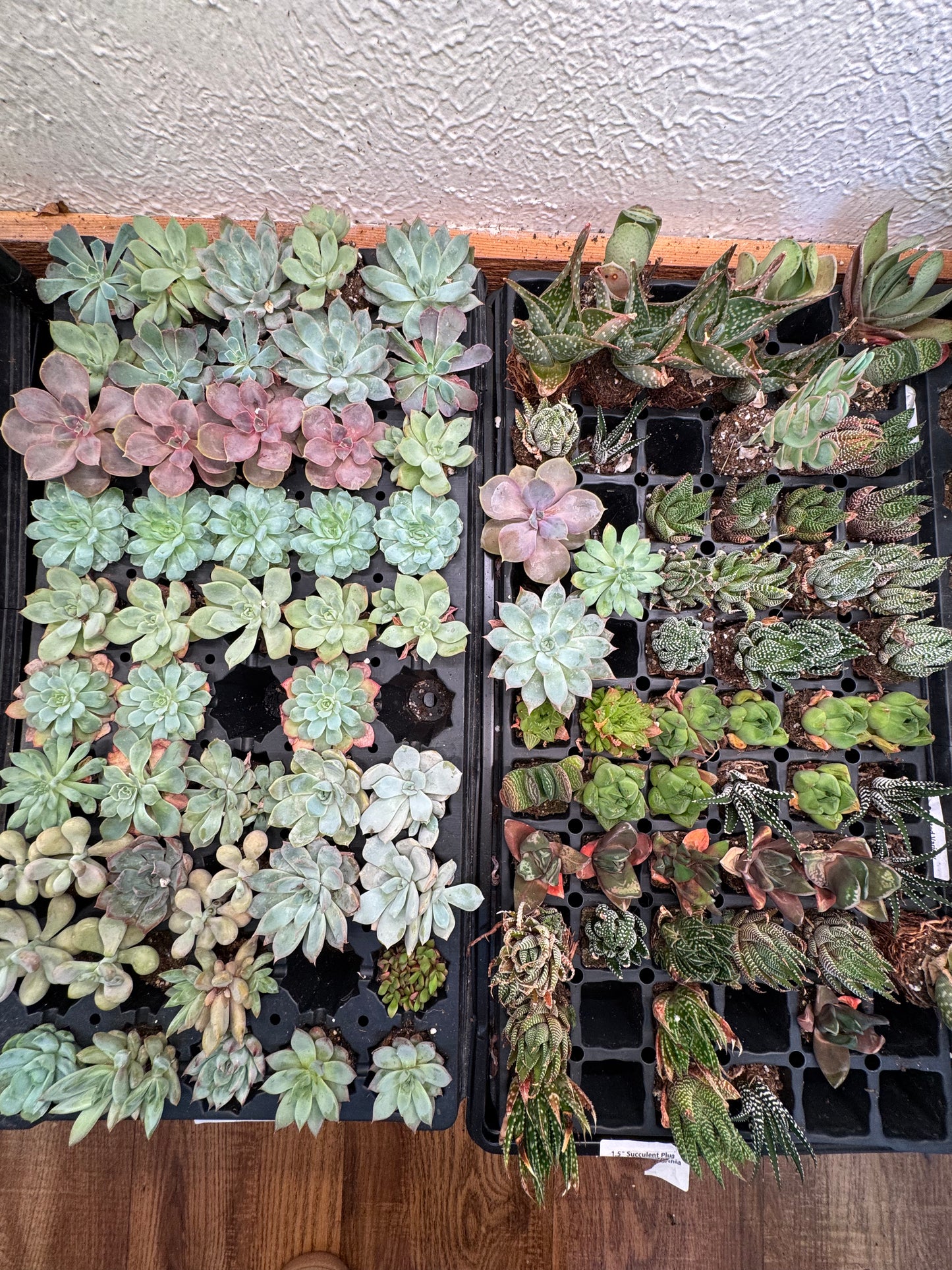 1.5" Succulent Plug & Assorted Haworthia