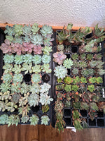 1.5" Succulent Plug & Assorted Haworthia