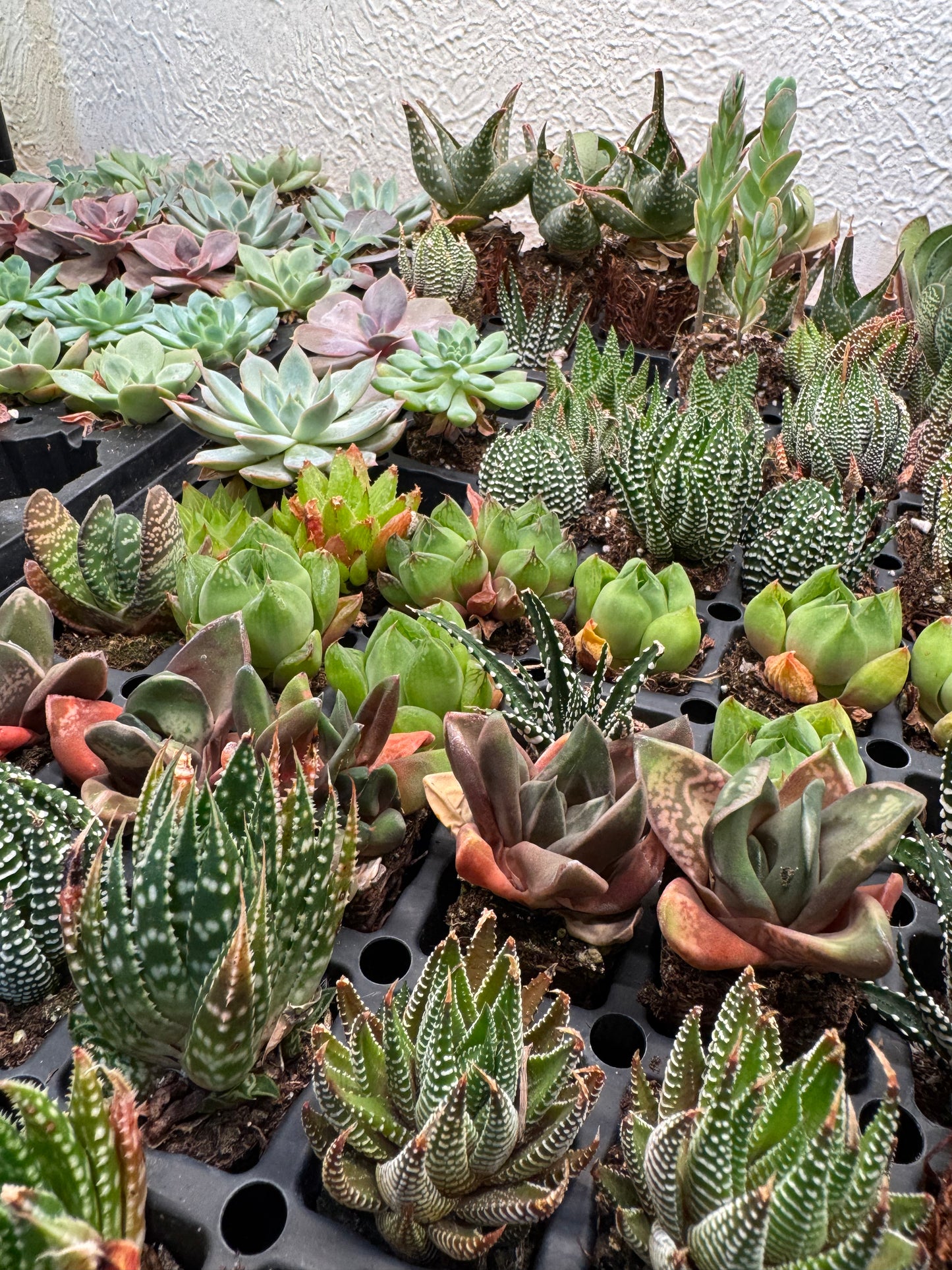 1.5" Succulent Plug & Assorted Haworthia