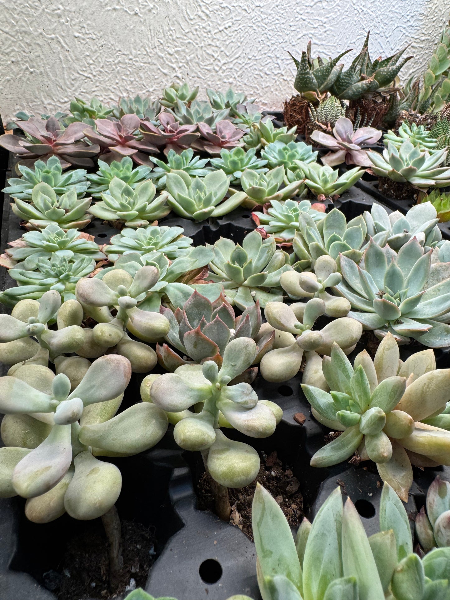 1.5" Succulent Plug & Assorted Haworthia