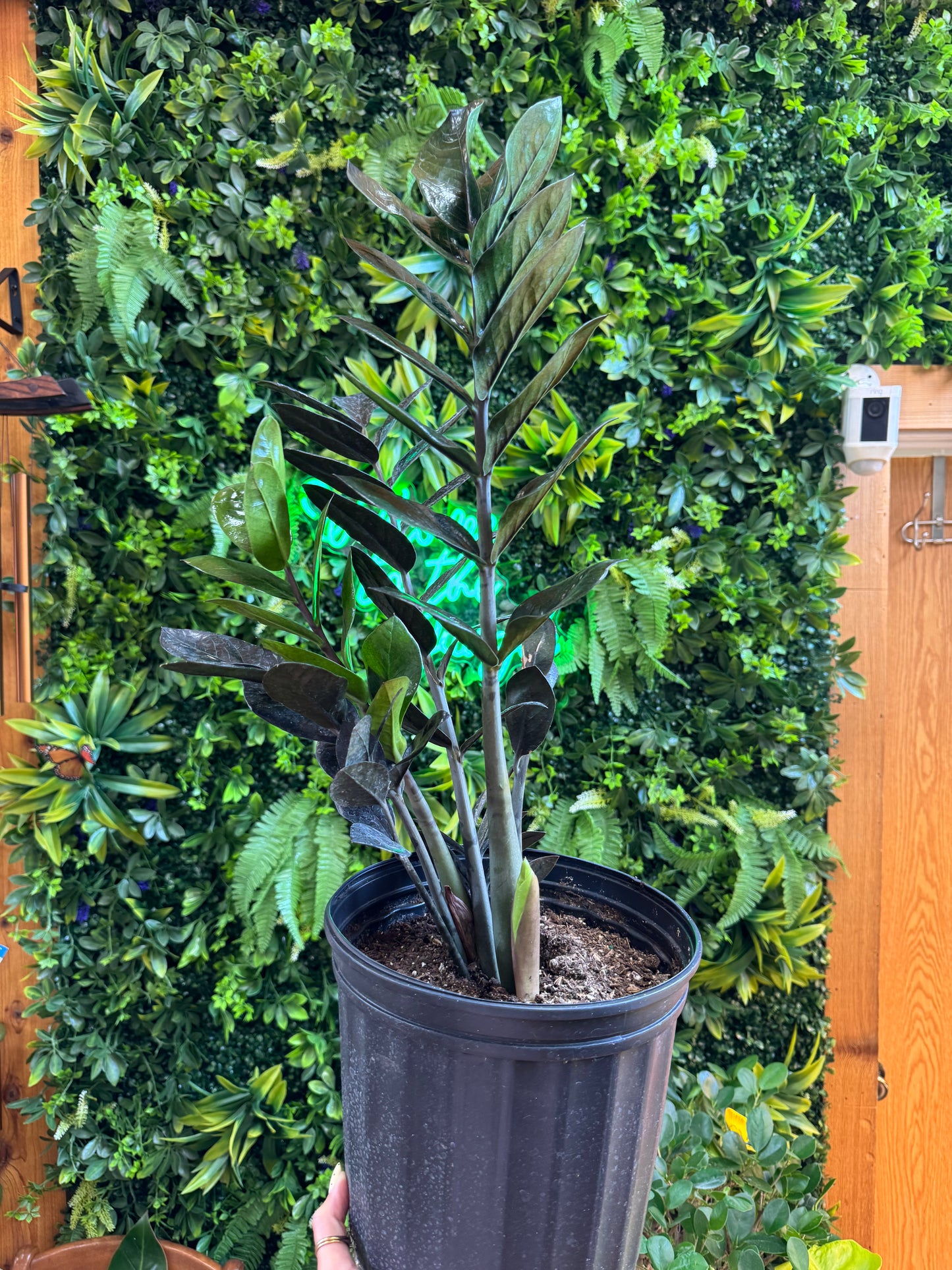 2 gallon ZZ Supernova