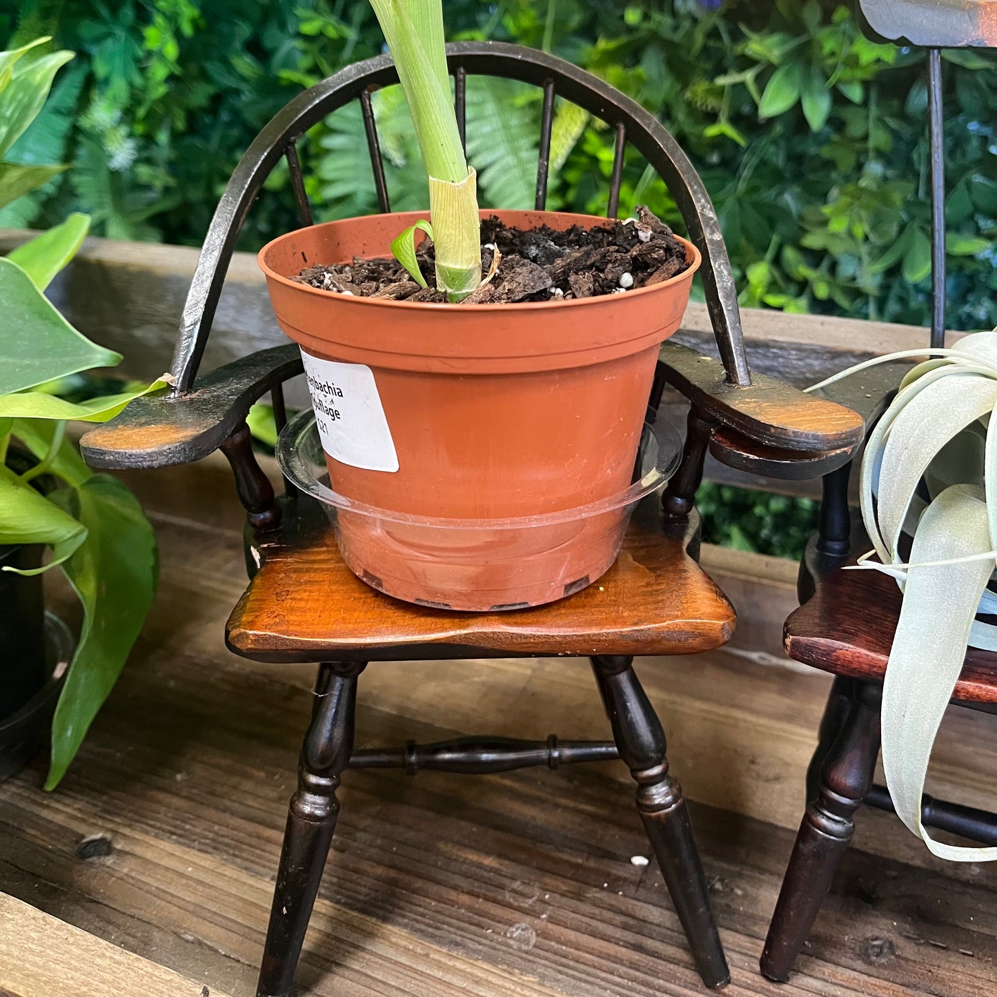 Miniature Wooden Chair Plant Stand