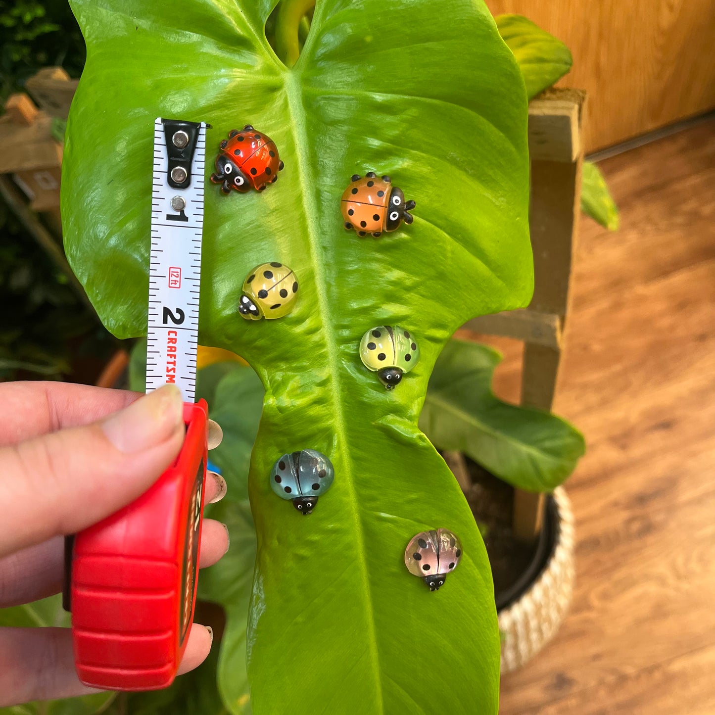 Rainbow Beetle Magnet
