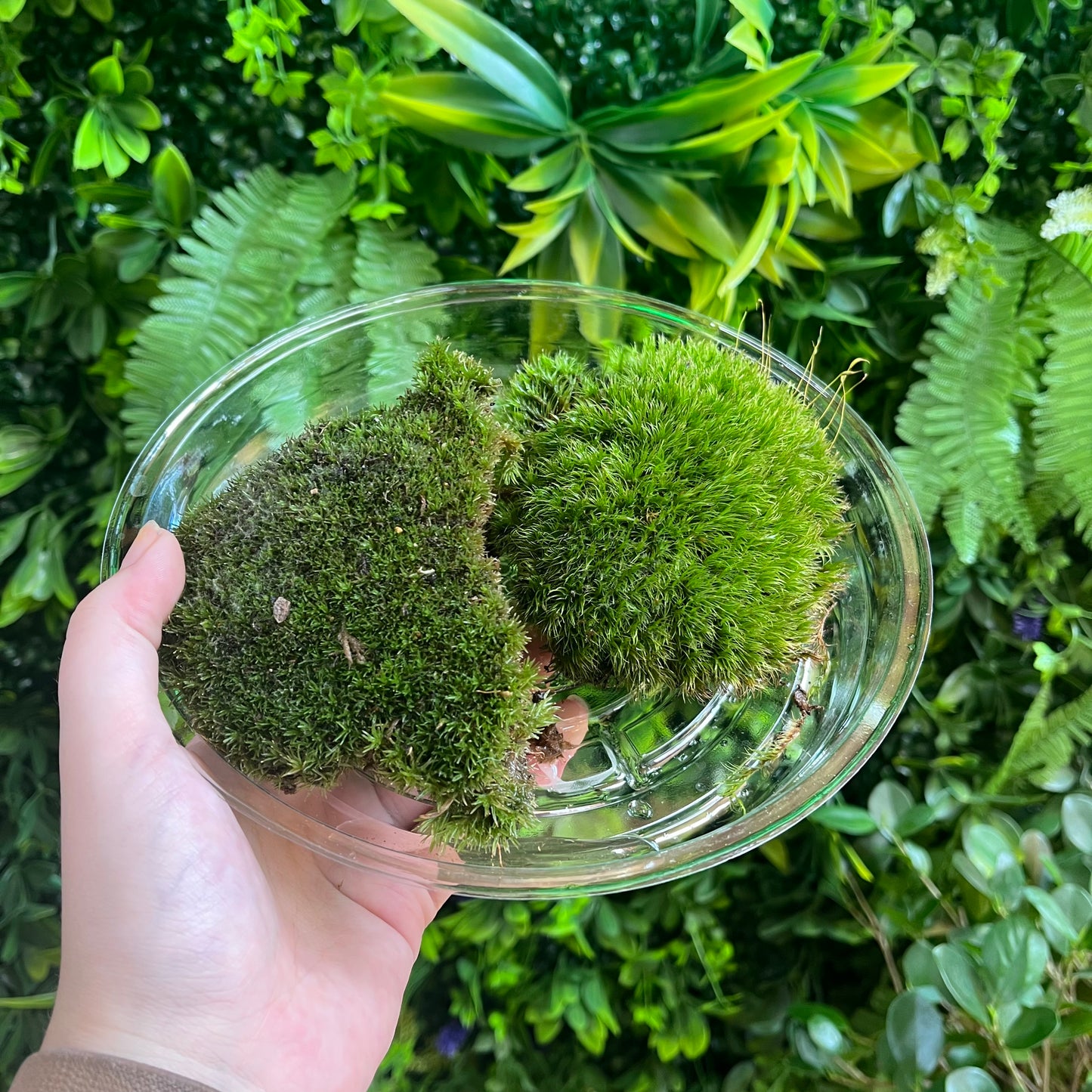 Cushion Moss - Assorted Sizes