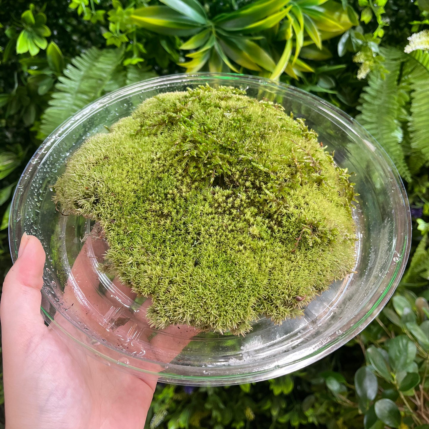 Cushion Moss - Assorted Sizes