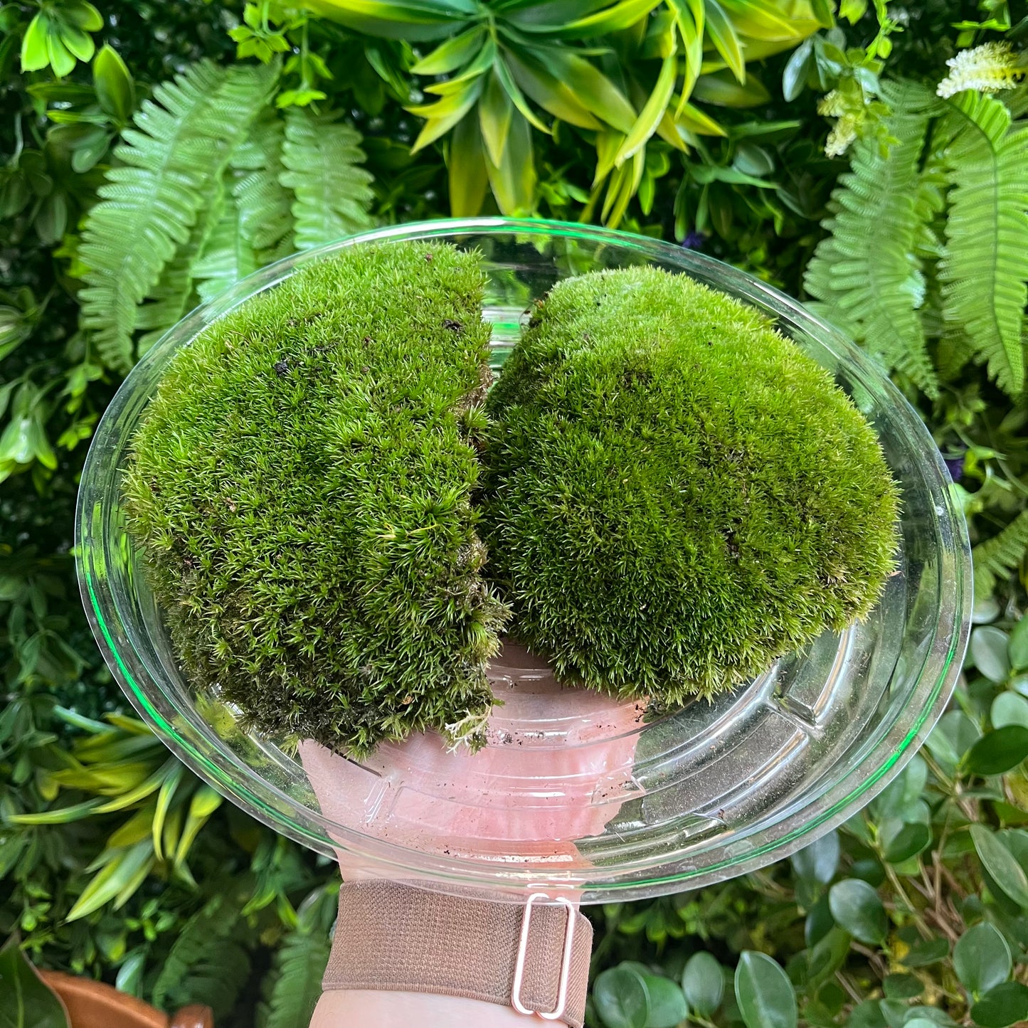 Cushion Moss - Assorted Sizes