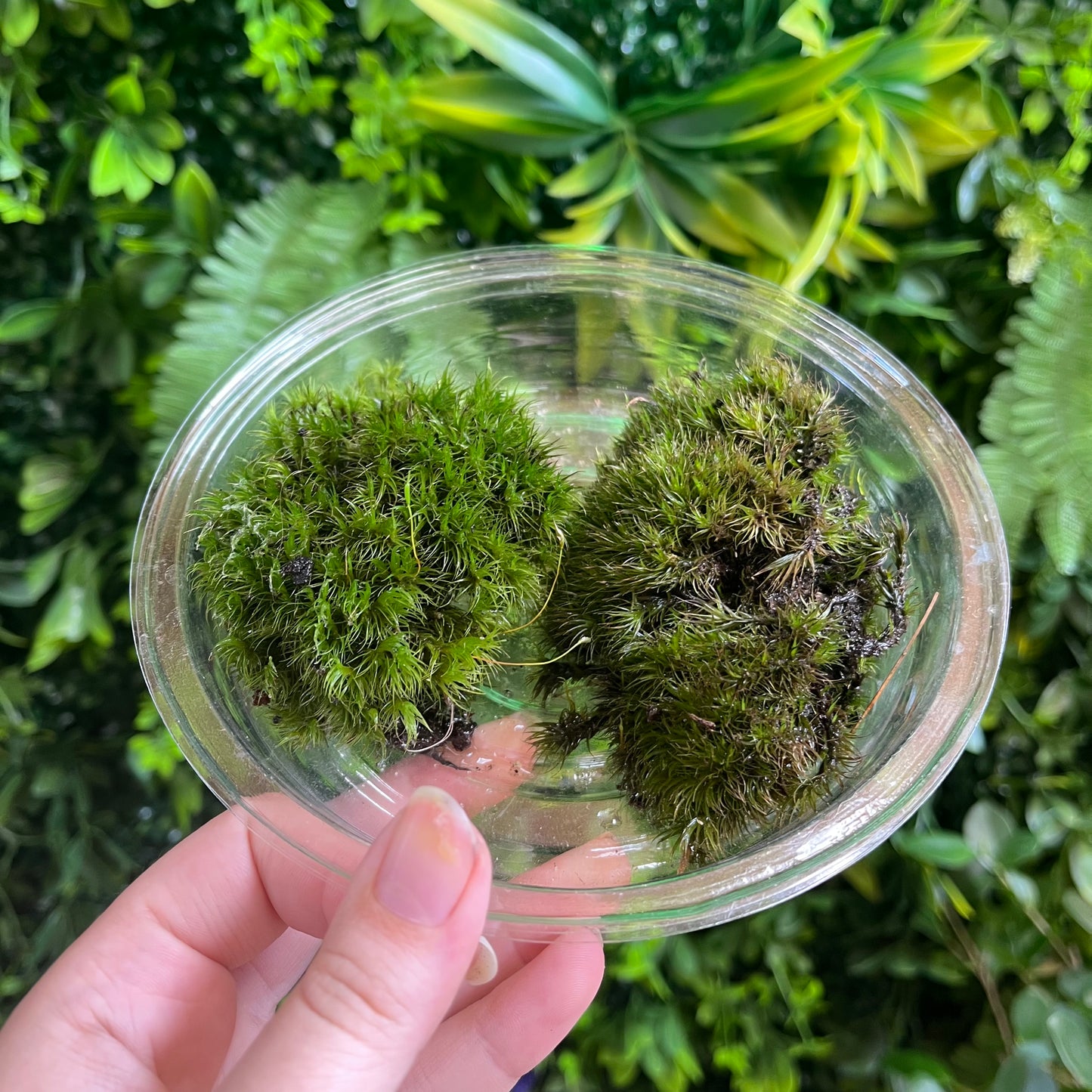 Mood Moss - Assorted Sizes