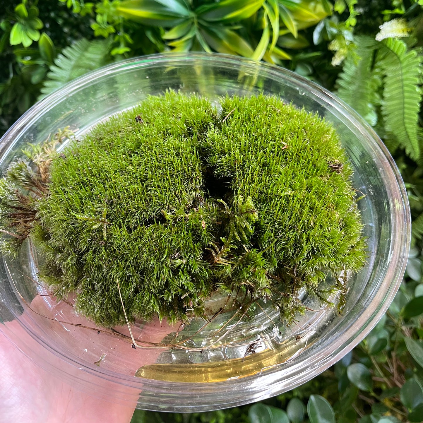 Mood Moss - Assorted Sizes