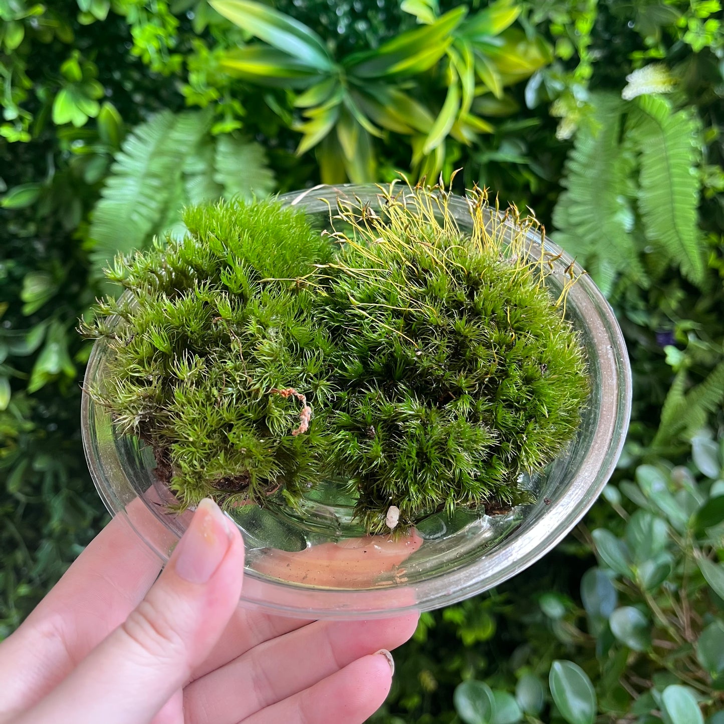 Mood Moss - Assorted Sizes