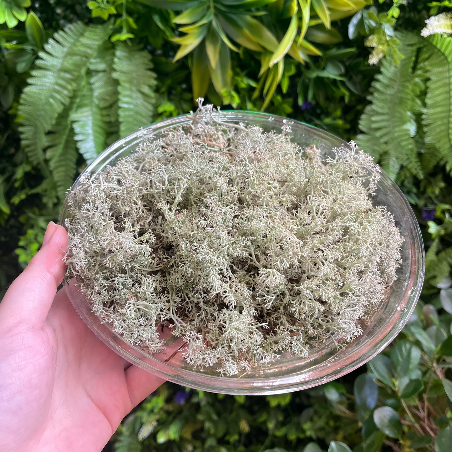 Reindeer Moss - Assorted Sizes