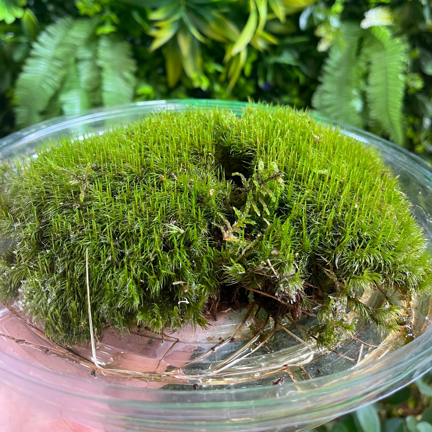 Mood Moss - Assorted Sizes