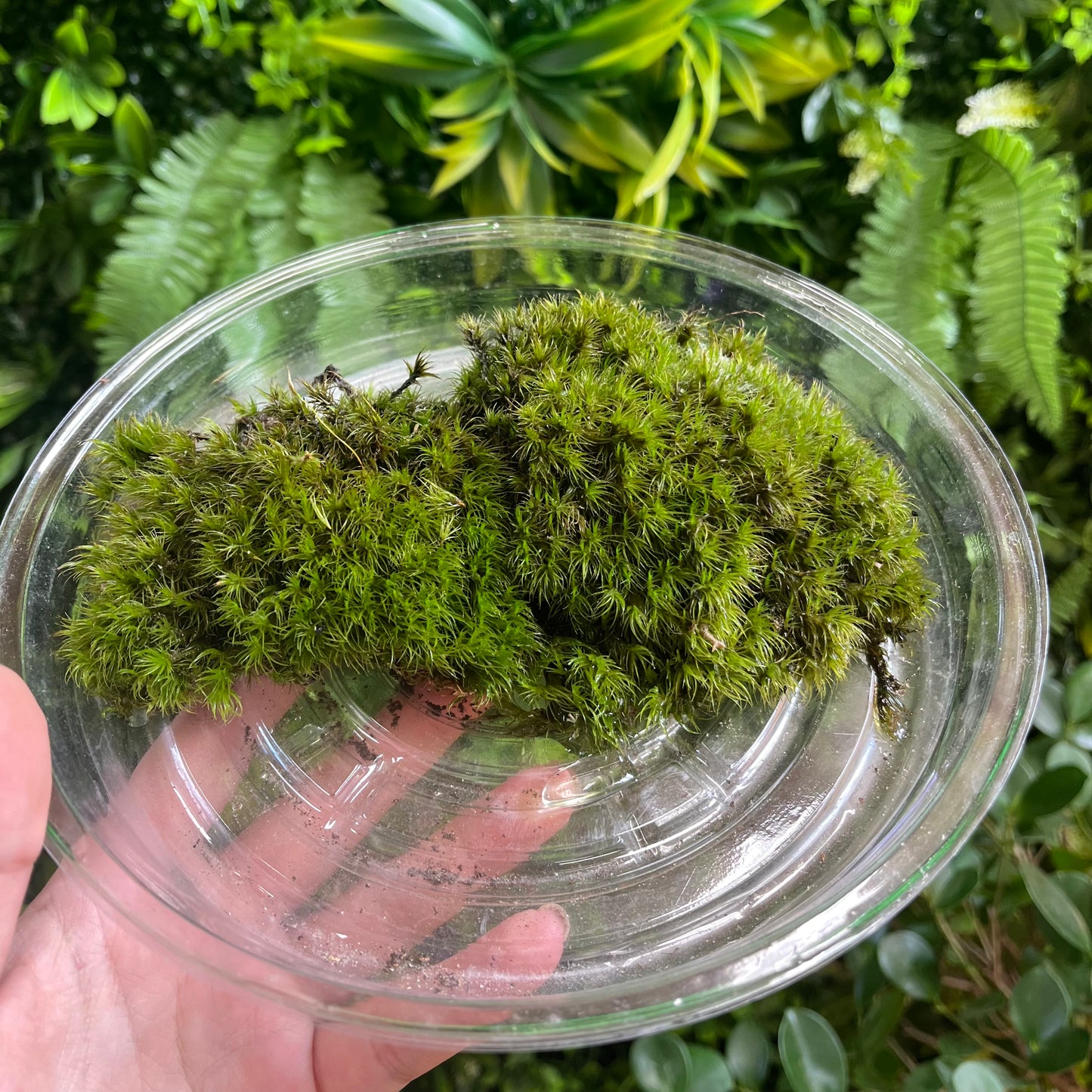 Mood Moss - Assorted Sizes