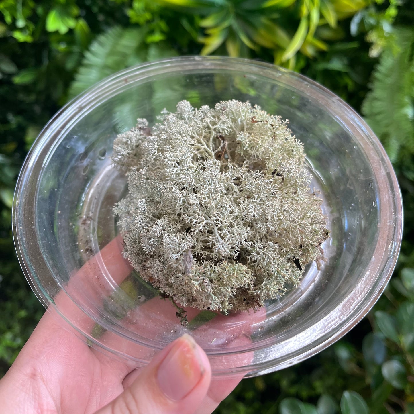 Reindeer Moss - Assorted Sizes