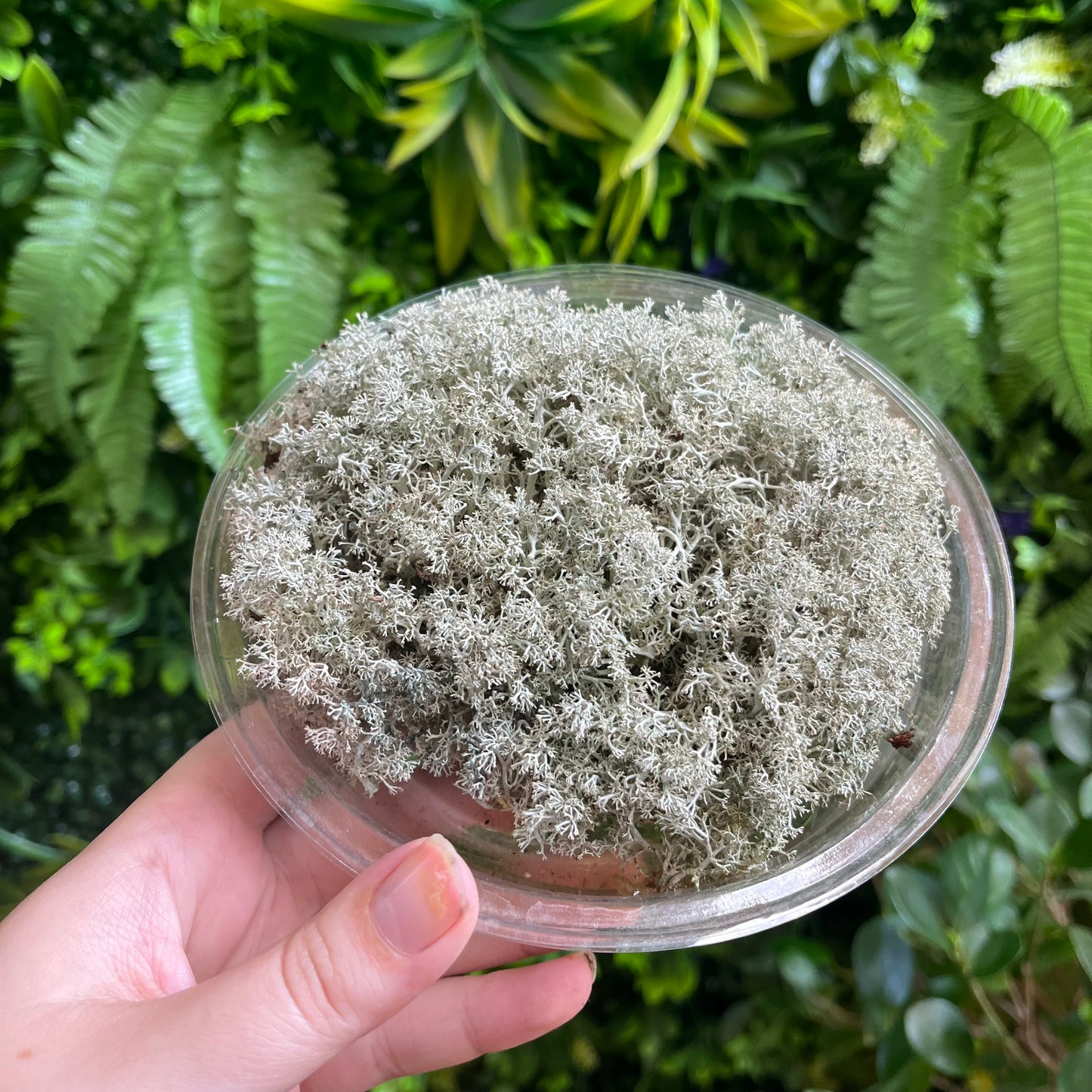 Reindeer Moss - Assorted Sizes