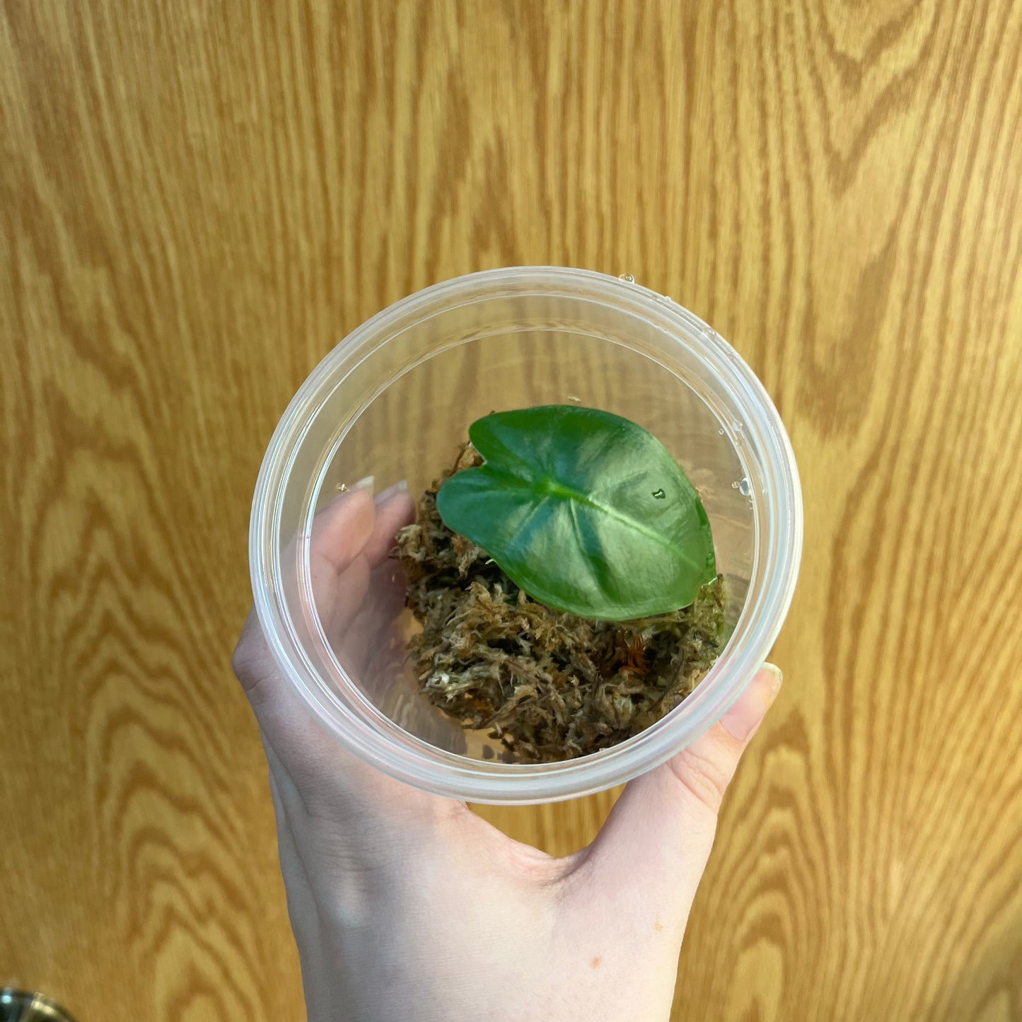 Alocasia Mythic Frydek Pup - Nursery Dome, Rooted in Sphagnum