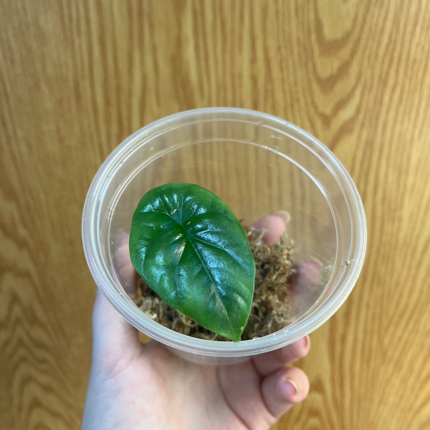 Alocasia Sinuata Quilted Dreams Pup - Nursery Dome, Rooted in Sphagnum