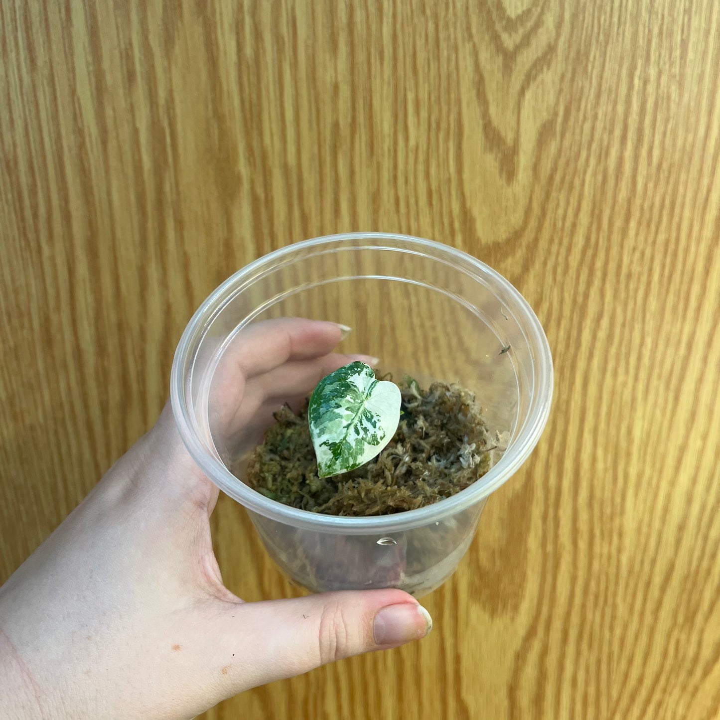 Alocasia Variegated Frydek Pup - Nursery Dome, Rooted in Sphagnum